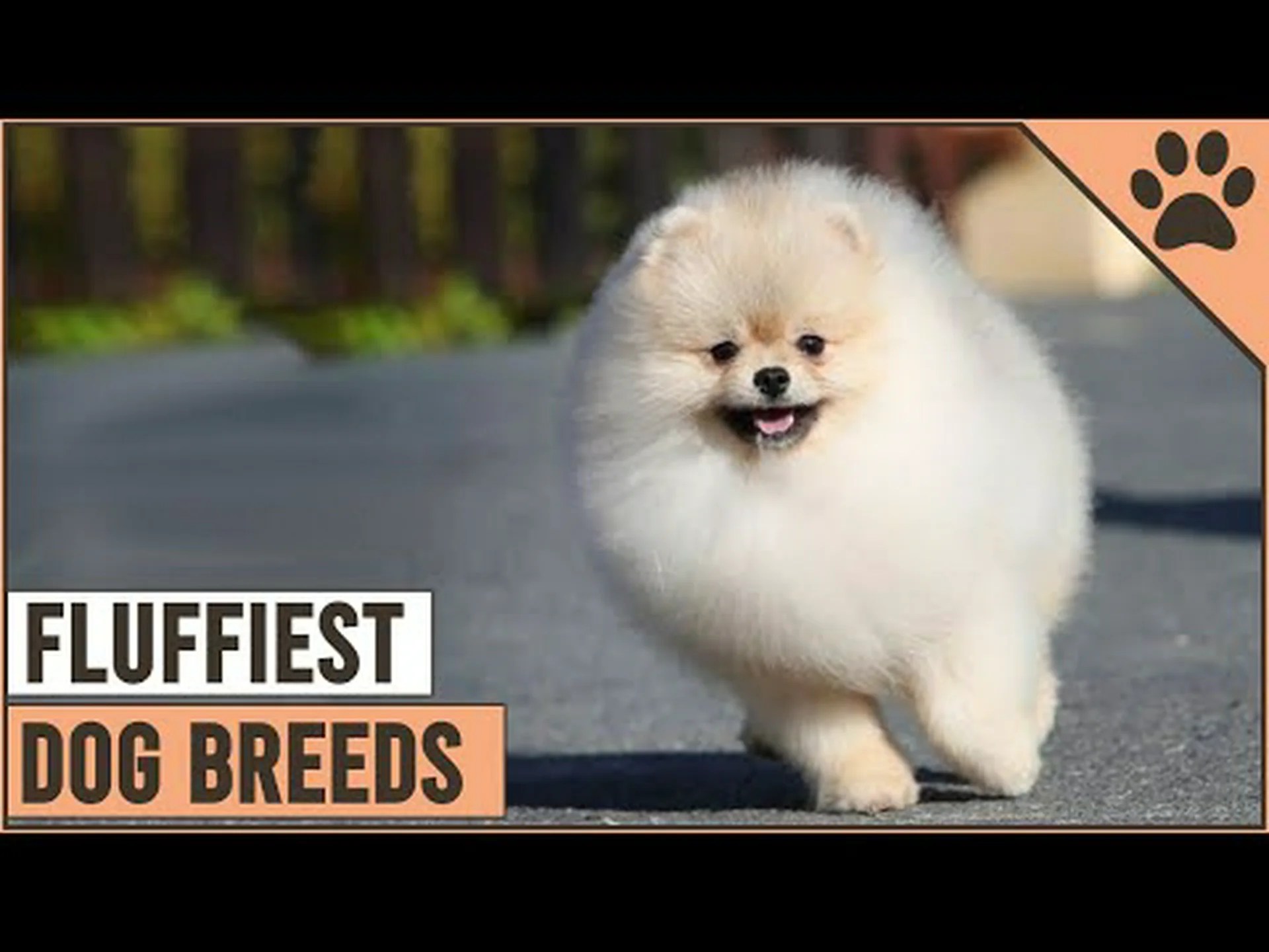 愛らしい!最もふわふわした6つの犬種をご紹介します 愛らしい!最もふわふわした6つの犬種をご紹介します