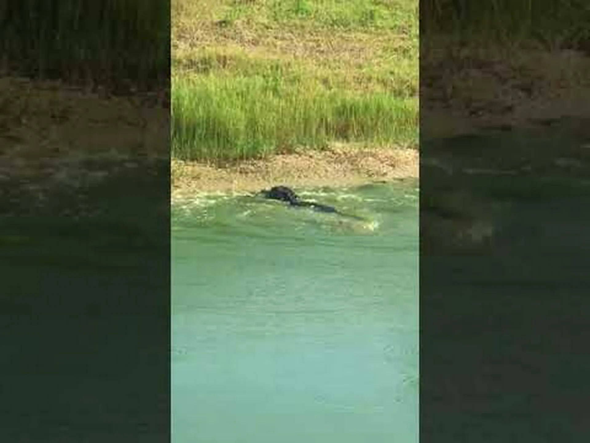 見る: フロリダ海域でのワタマウス対ワニの戦い 見る: フロリダ海域でのワタマウス対ワニの戦い