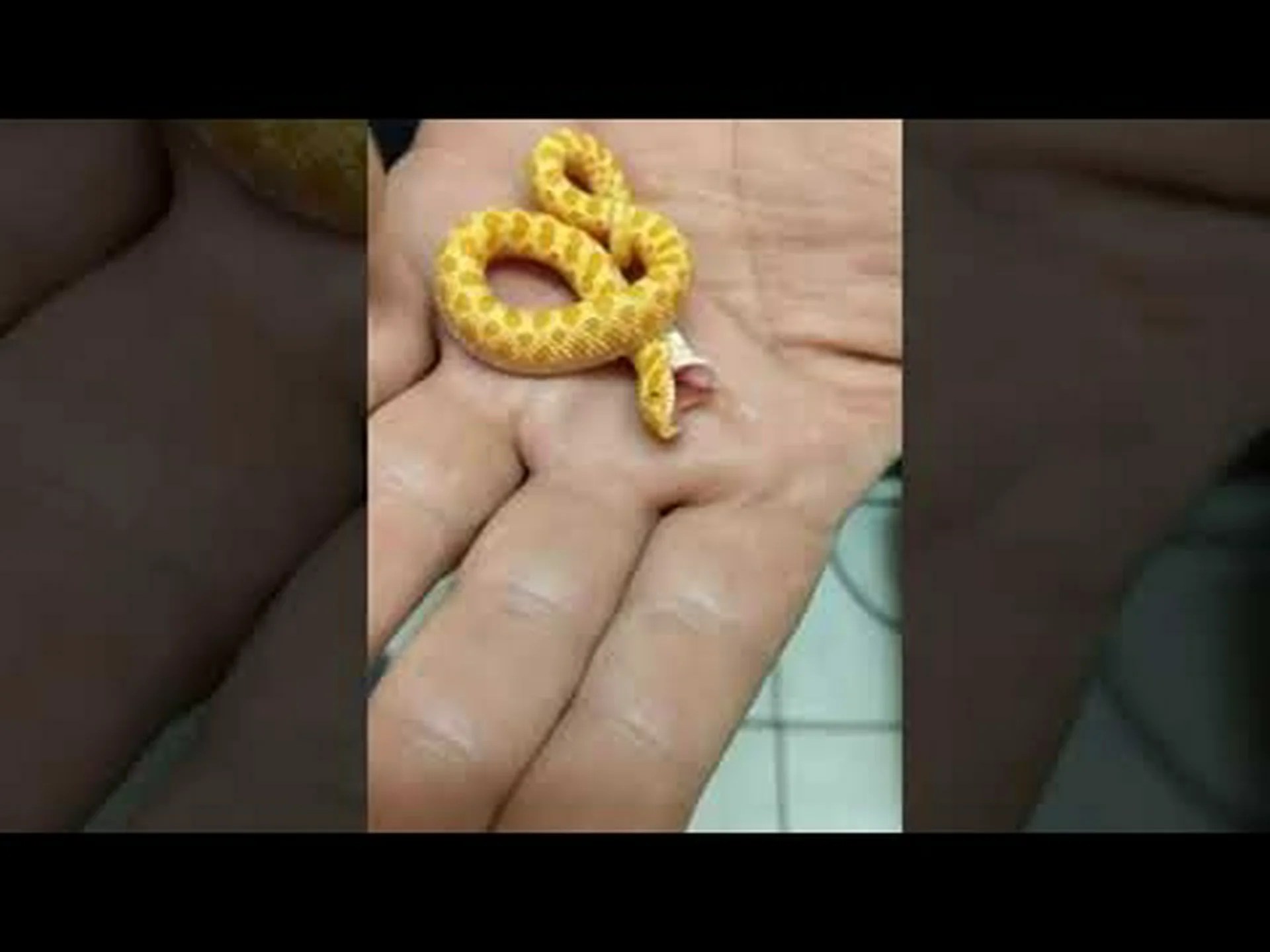 ブナヘビの赤ちゃん: 10 枚の写真と 10 つの驚くべき事実 ブナヘビの赤ちゃん: 10 枚の写真と 10 つの驚くべき事実