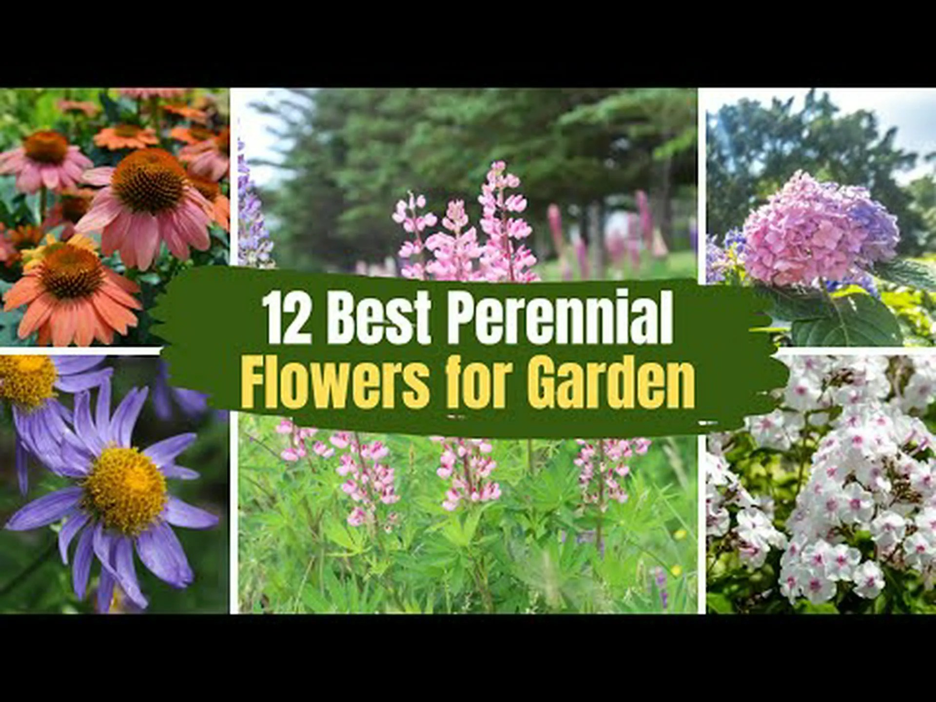 ロードアイランド州に最適な多年草の花: 毎年素晴らしい花を咲かせる 7 つの花 ロードアイランド州に最適な多年草の花: 毎年素晴らしい花を咲かせる 7 つの花