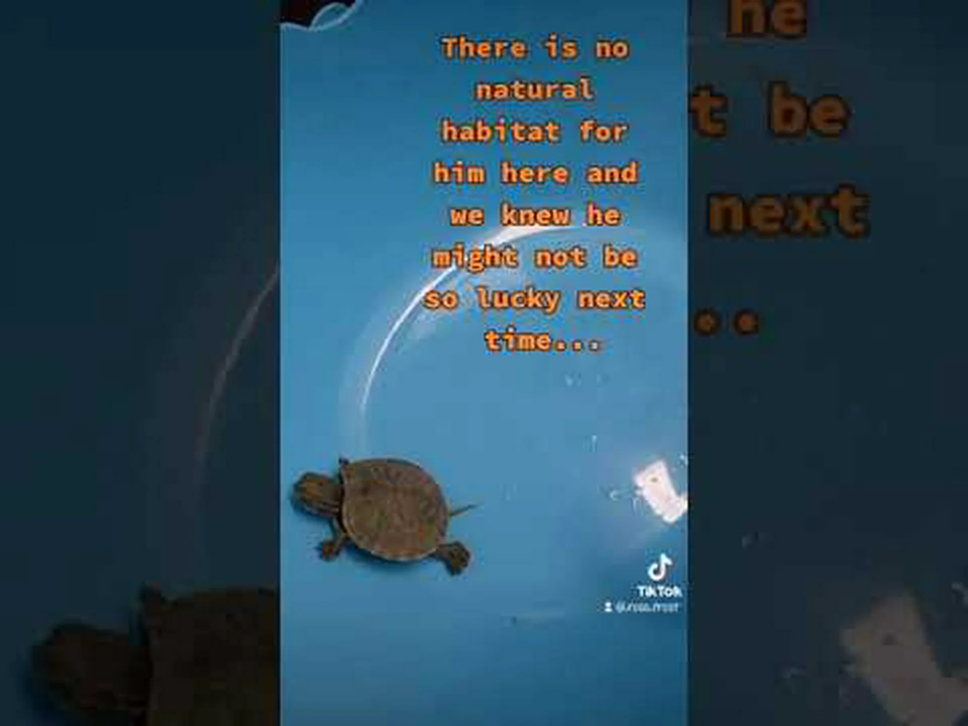 ミシシッピアカミミガメの赤ちゃんの世話の仕方 ミシシッピアカミミガメの赤ちゃんの世話の仕方