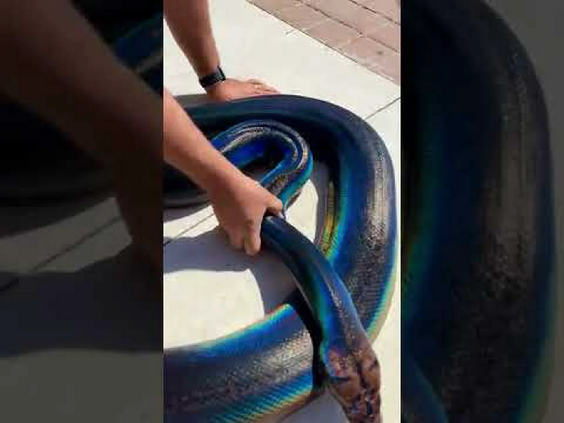 ピンクのヘビ:ペットとして飼える最も美しいヘビ ピンクのヘビ:ペットとして飼える最も美しいヘビ