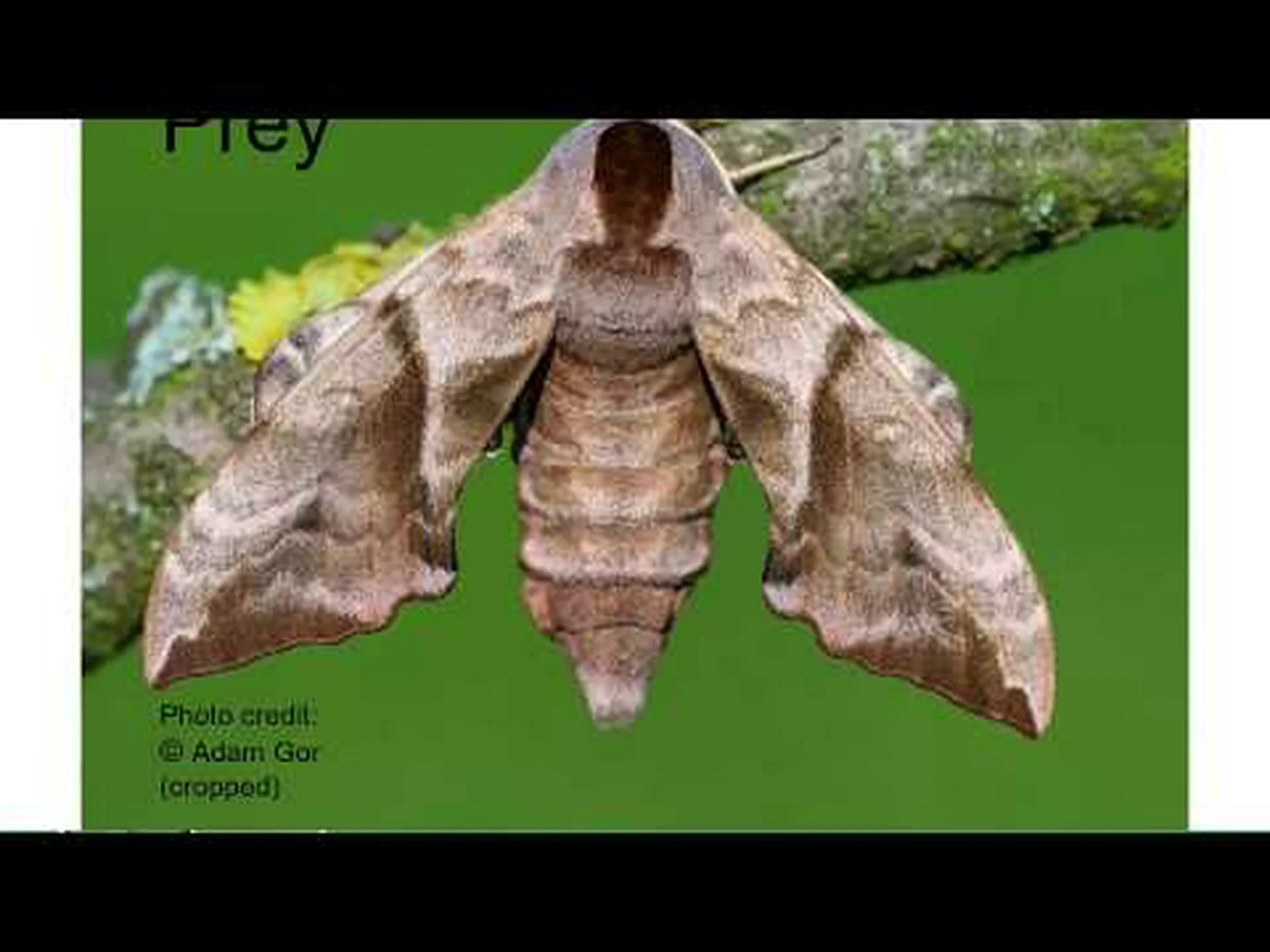 蛾が捕食から生き残る 3 つの卑劣な方法 蛾が捕食から生き残る 3 つの卑劣な方法