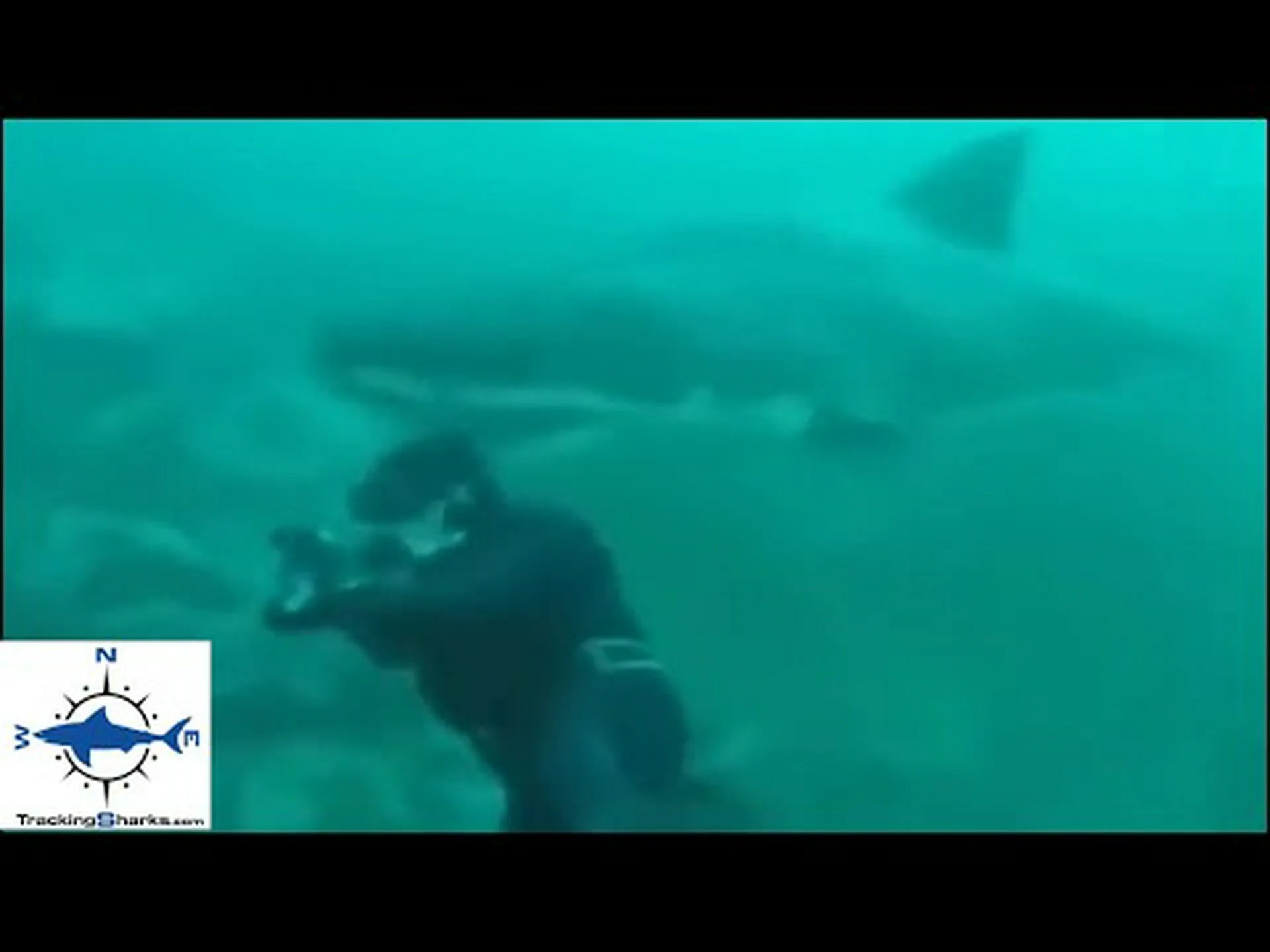 必見:ホホジロザメがダイバーを水面に向けて茎を立てる 必見:ホホジロザメがダイバーを水面に向けて茎を立てる