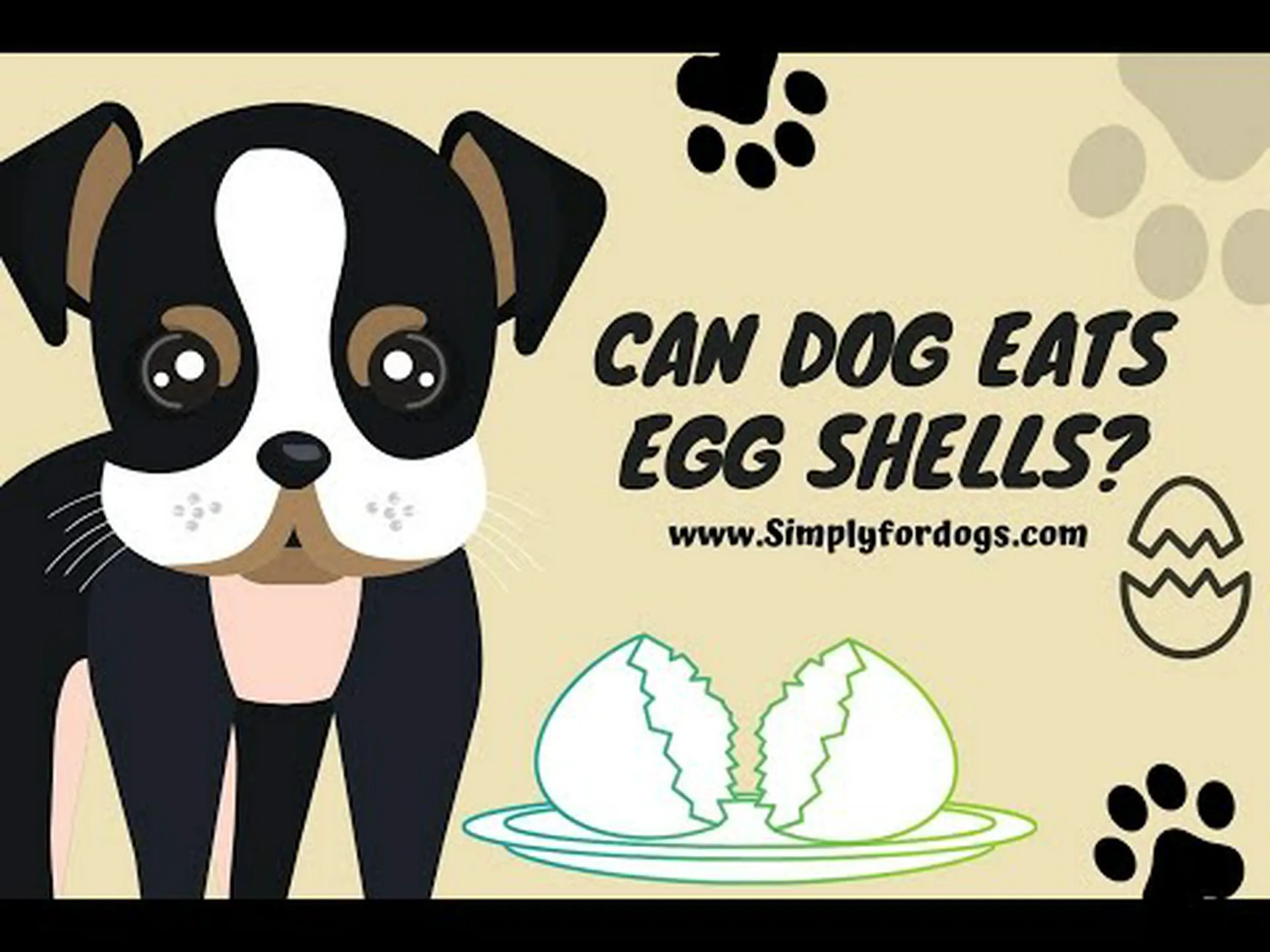 犬は卵の殻を食べてはいけない!神話は暴かれた! 犬は卵の殻を食べてはいけない!神話は暴かれた!