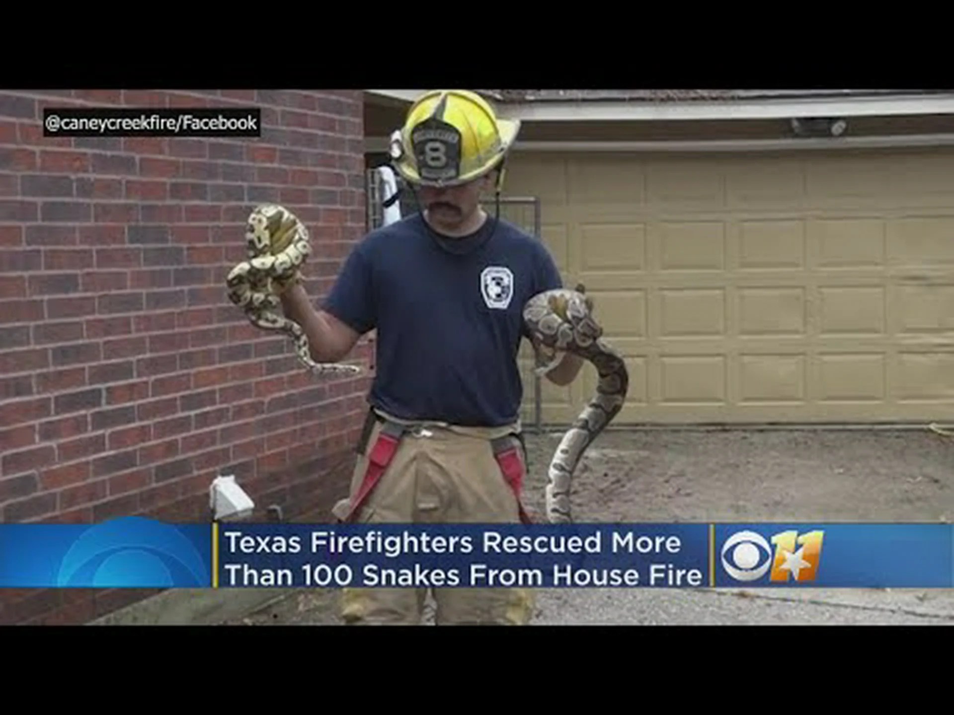 消防士が一軒の家から 10 匹のガラガラヘビを駆除…はい、10 匹です! 消防士が一軒の家から 10 匹のガラガラヘビを駆除…はい、10 匹です!