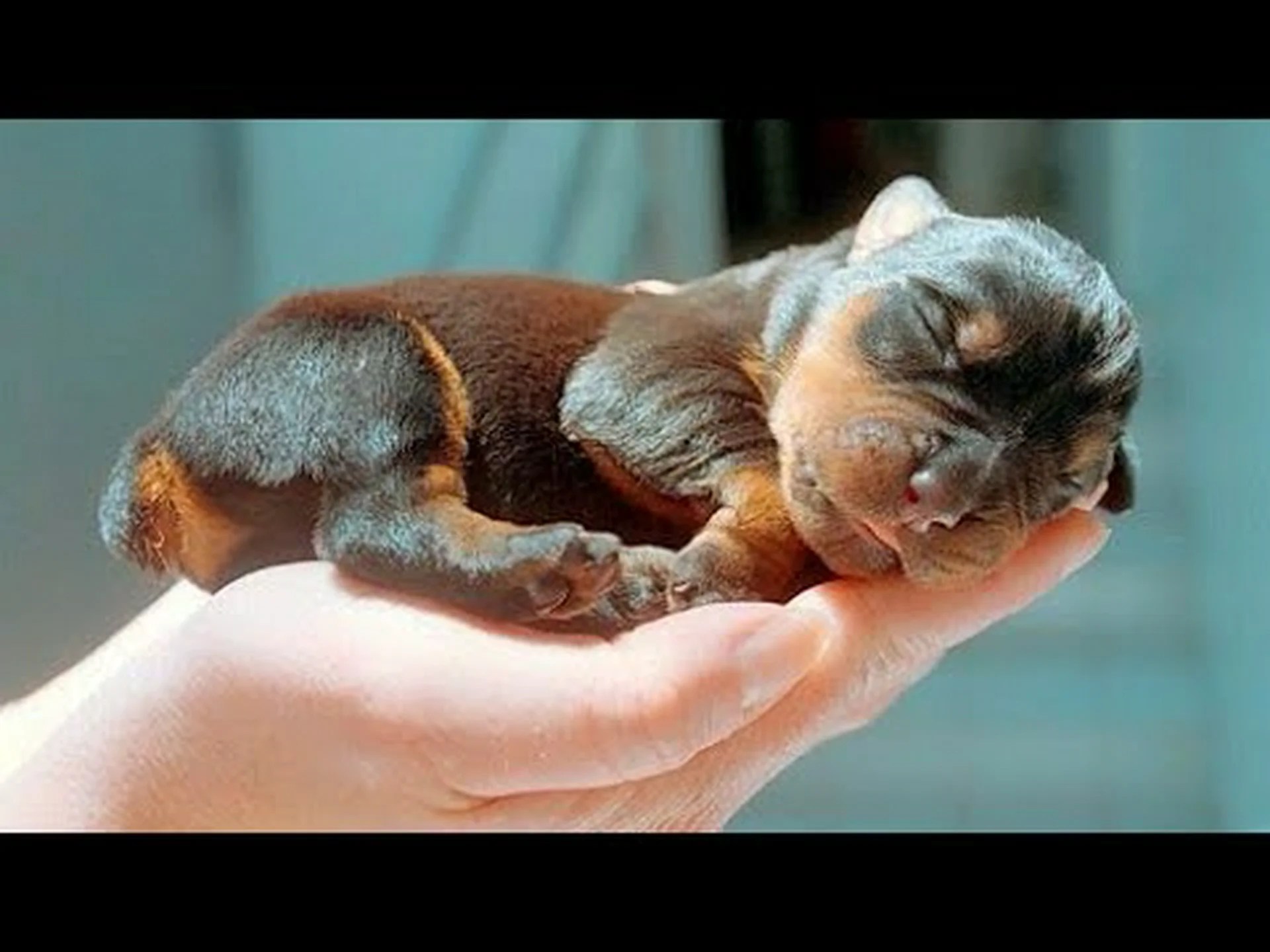 2024 年のロットワイラーの価格: 購入費用、獣医師の請求書など! 2024 年のロットワイラーの価格: 購入費用、獣医師の請求書など!