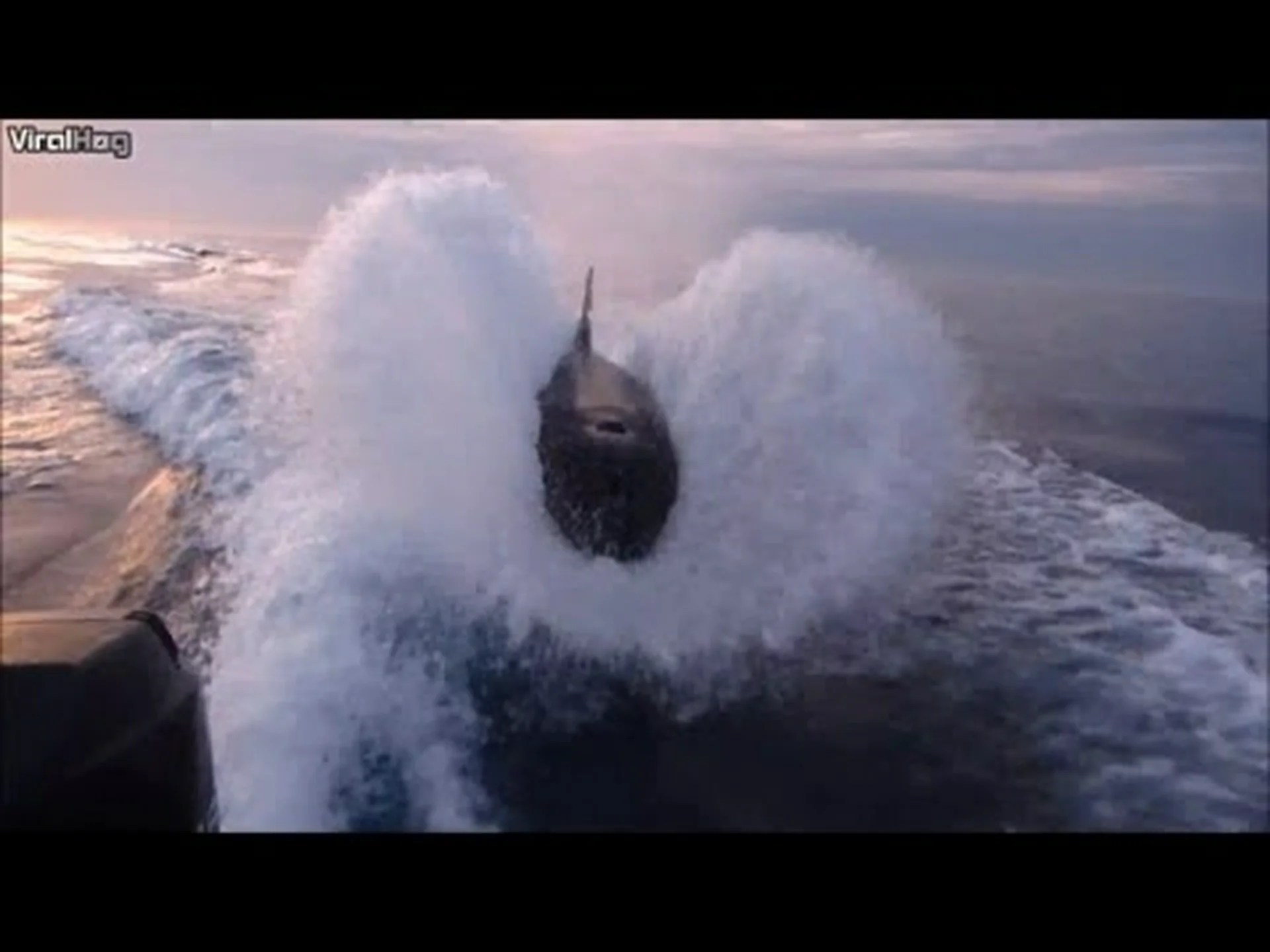 シャチの群れが小さなボートの目の前でサケを狩る様子を観察する シャチの群れが小さなボートの目の前でサケを狩る様子を観察する