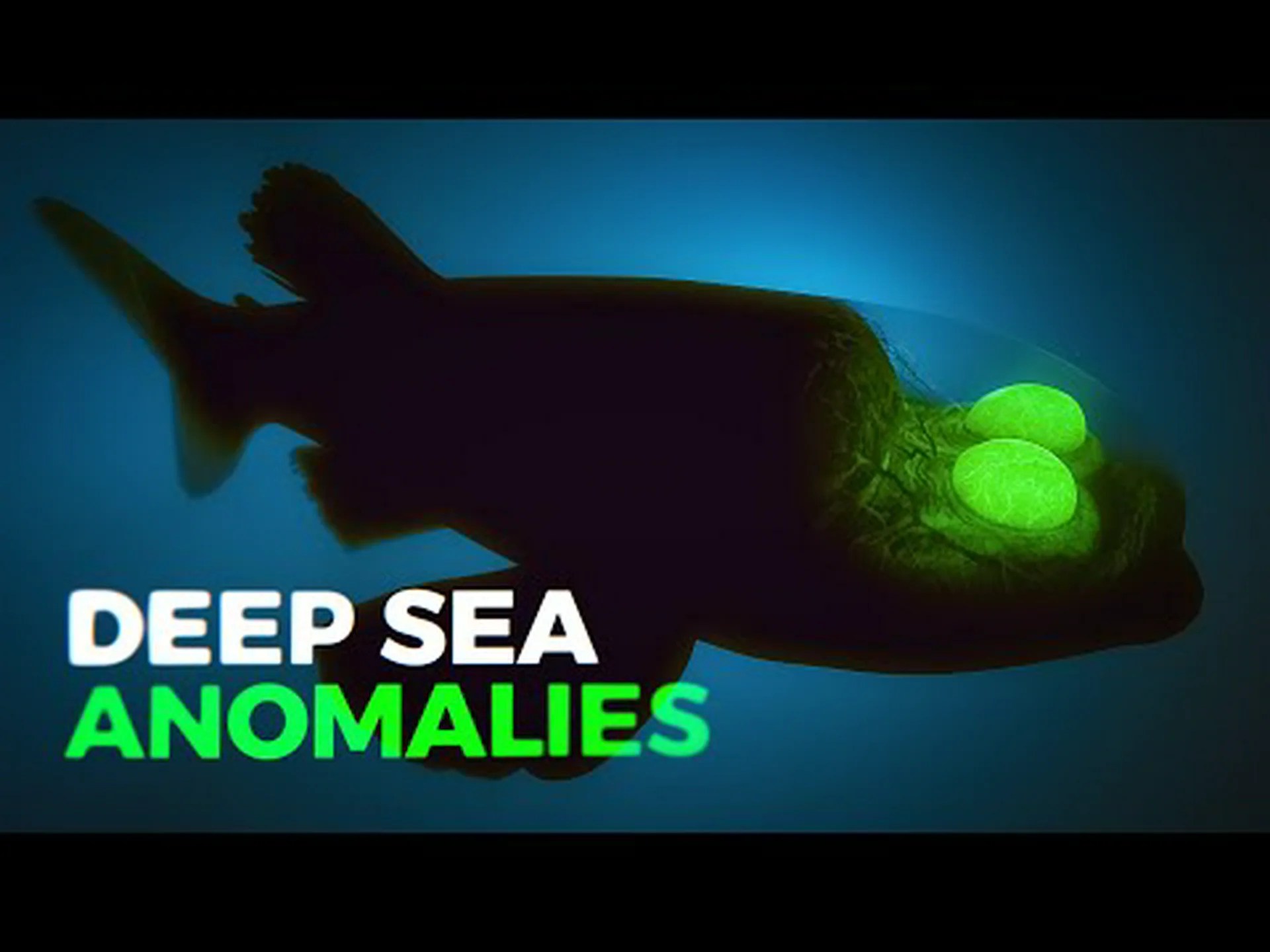 SF からそのまま出てきたような 4 つの信じられないほどの深海生物 SF からそのまま出てきたような 4 つの信じられないほどの深海生物