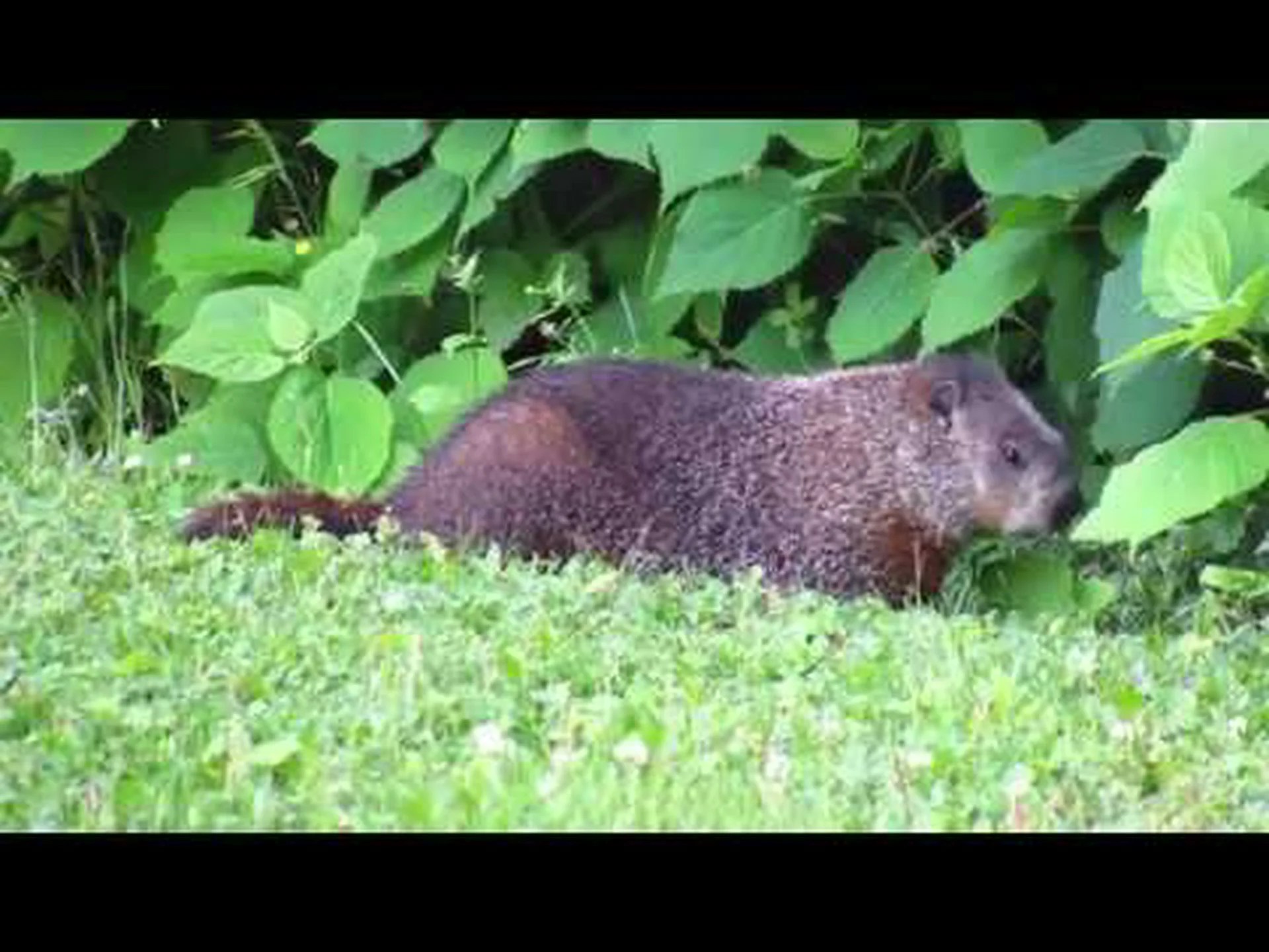 ウッドチャックとビーバー: 5 つの主な違い ウッドチャックとビーバー: 5 つの主な違い