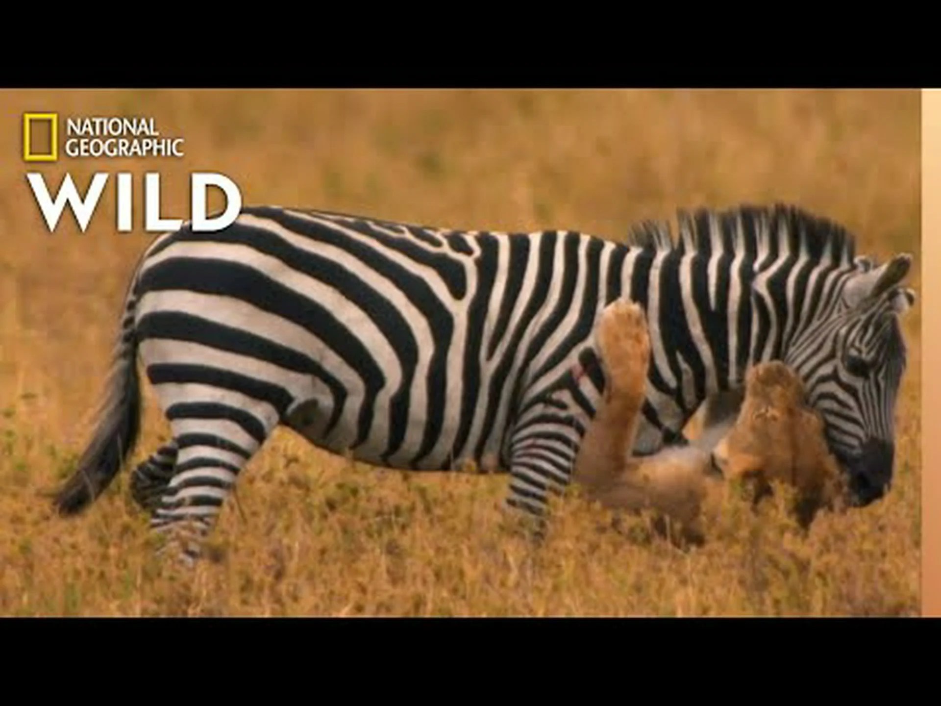 雌ライオンはプライドを無視して4頭のシマウマに果敢に挑み、皆に見せつける 雌ライオンはプライドを無視して4頭のシマウマに果敢に挑み、皆に見せつける