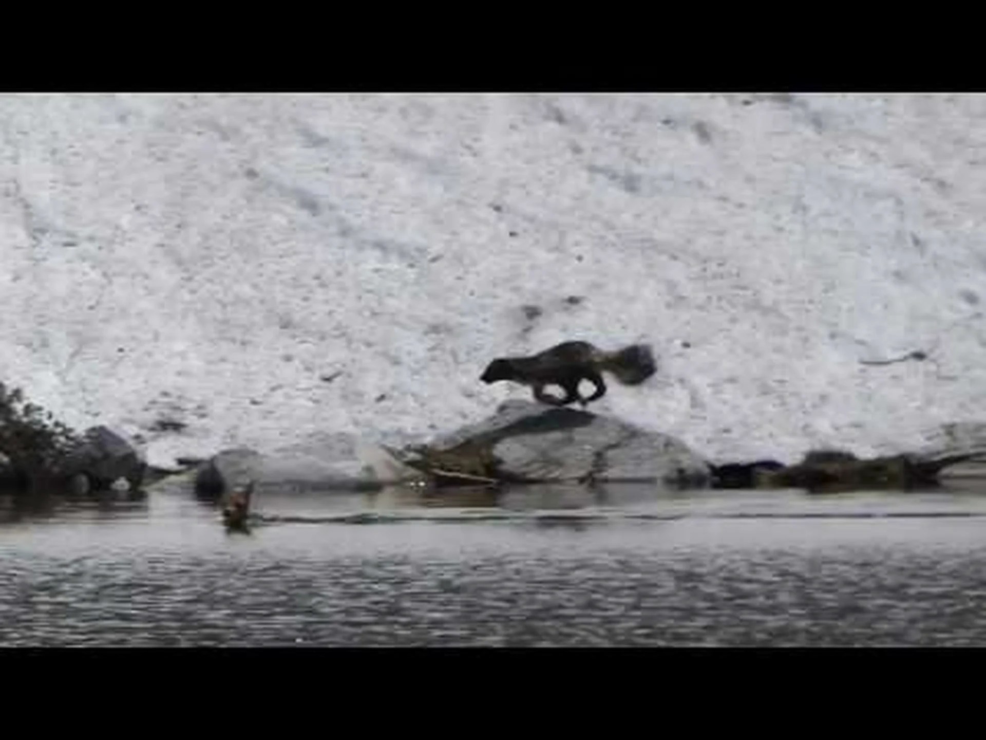 モンタナ州のクズリ狩りの驚異的に珍しい映像をご覧ください モンタナ州のクズリ狩りの驚異的に珍しい映像をご覧ください