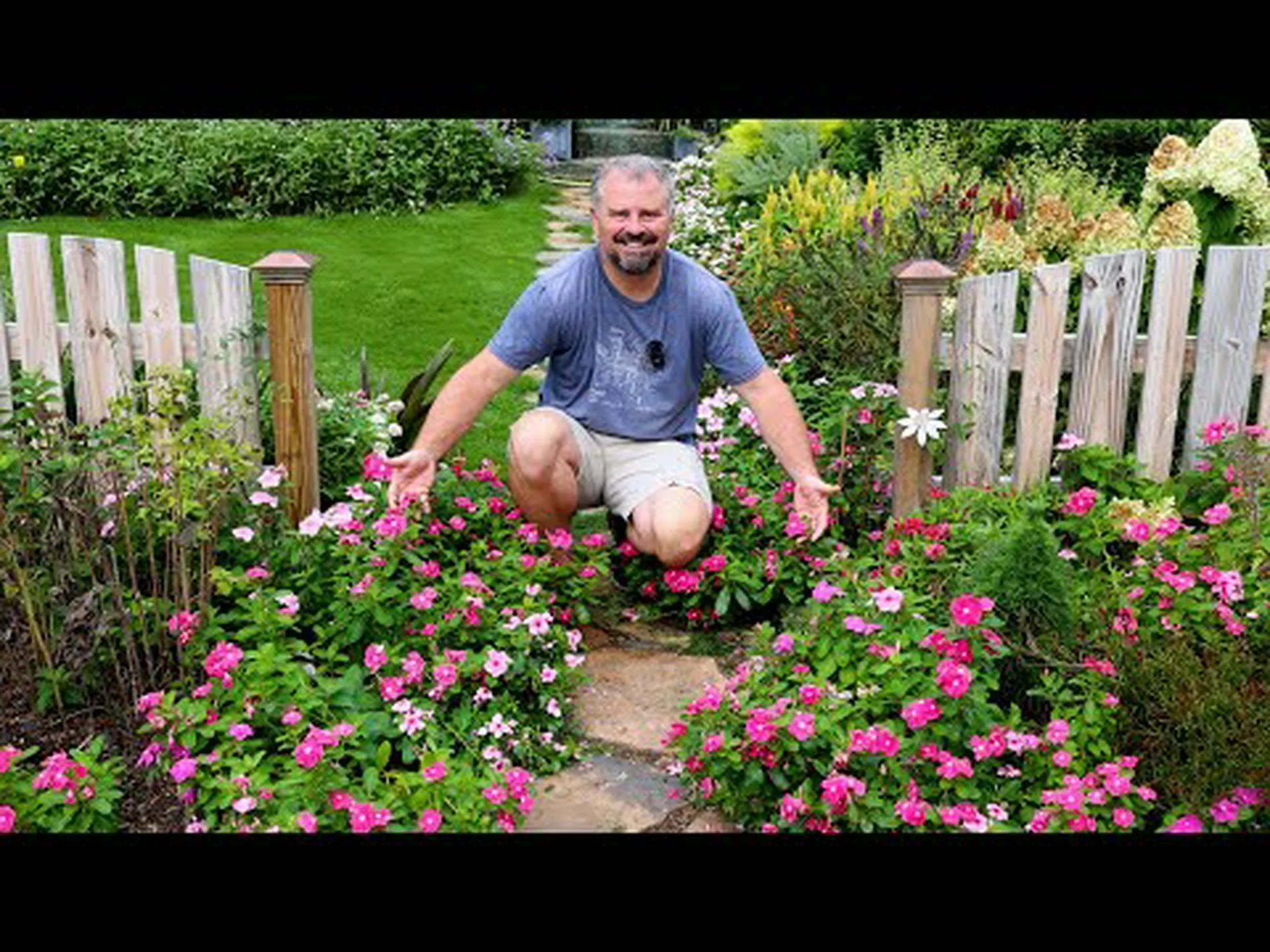 10 個の赤い一年生の花: 鮮やかな注目の花 10 個の赤い一年生の花: 鮮やかな注目の花