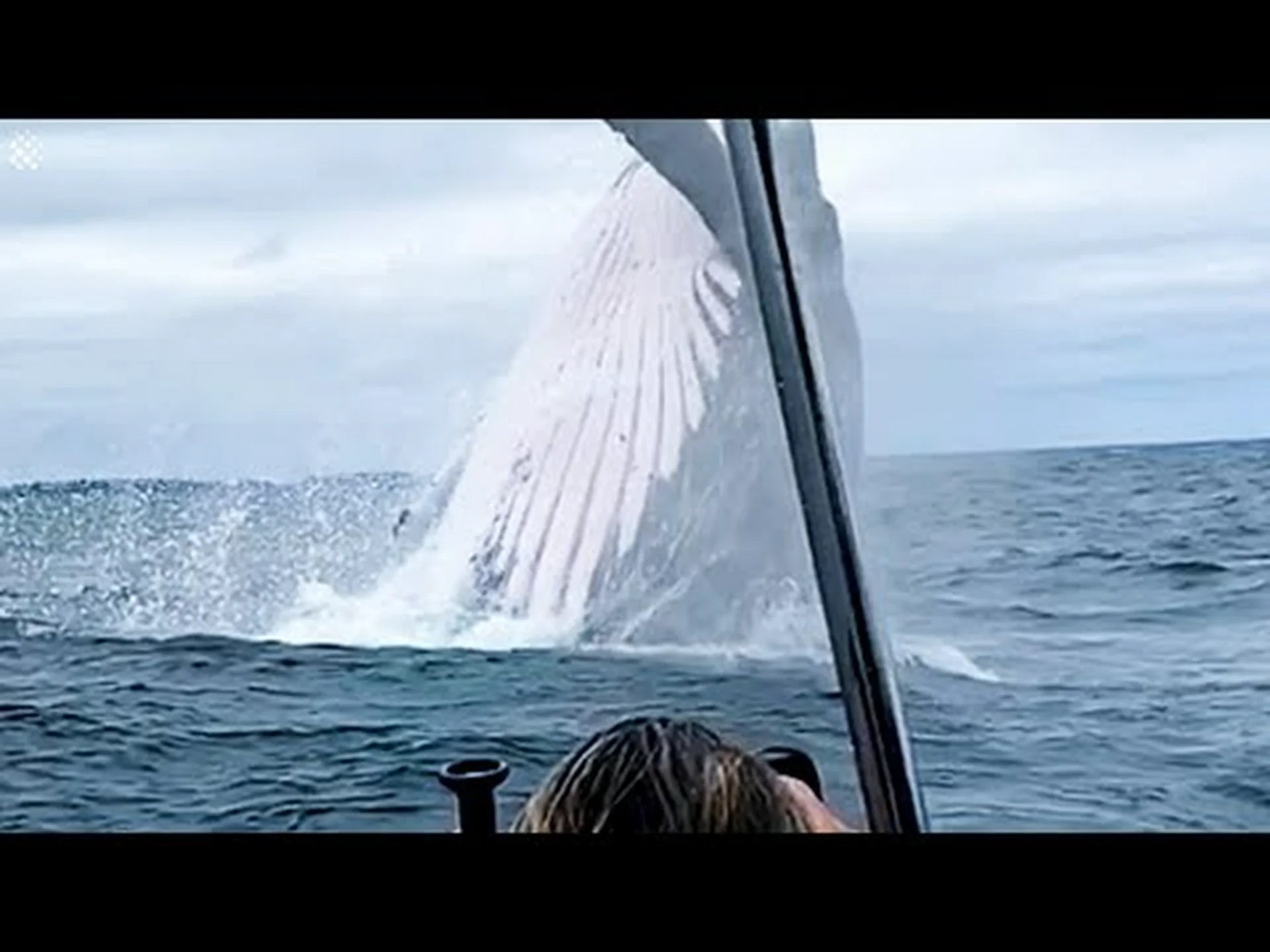信じられないほどフォトジェニックな飛躍でどこからともなく出現するクジラ 信じられないほどフォトジェニックな飛躍でどこからともなく出現するクジラ