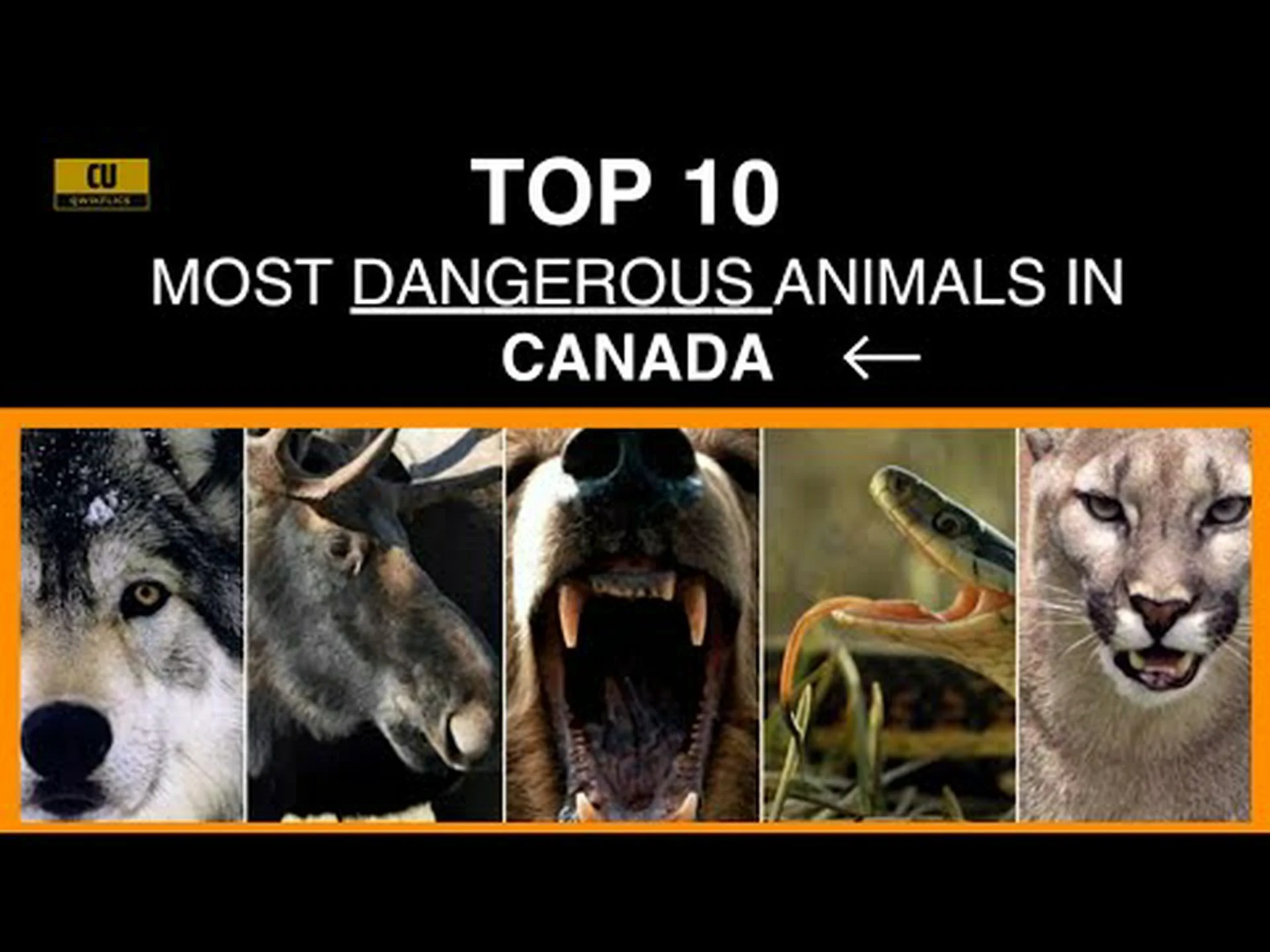 ブリティッシュコロンビア州で最も致命的な動物9選 ブリティッシュコロンビア州で最も致命的な動物9選