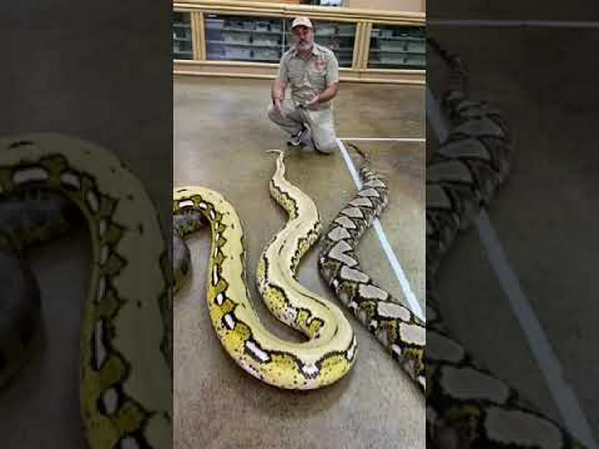 ノースカロライナ州シャーロット近郊の5大ヘビ ノースカロライナ州シャーロット近郊の5大ヘビ