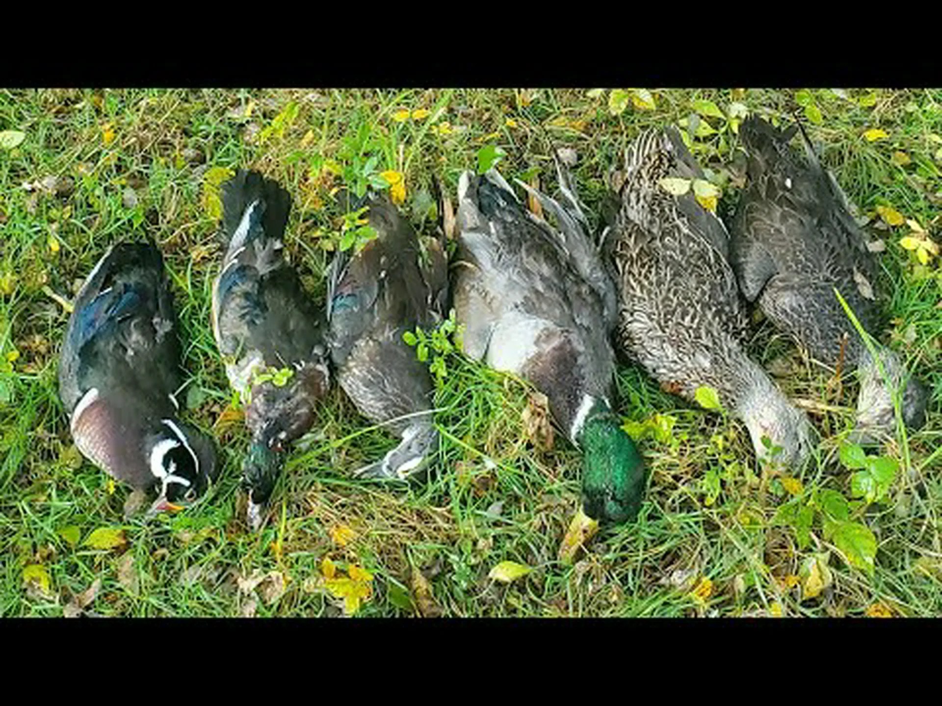 マサチューセッツ州の鴨猟シーズン: シーズン日程、手荷物制限など マサチューセッツ州の鴨猟シーズン: シーズン日程、手荷物制限など