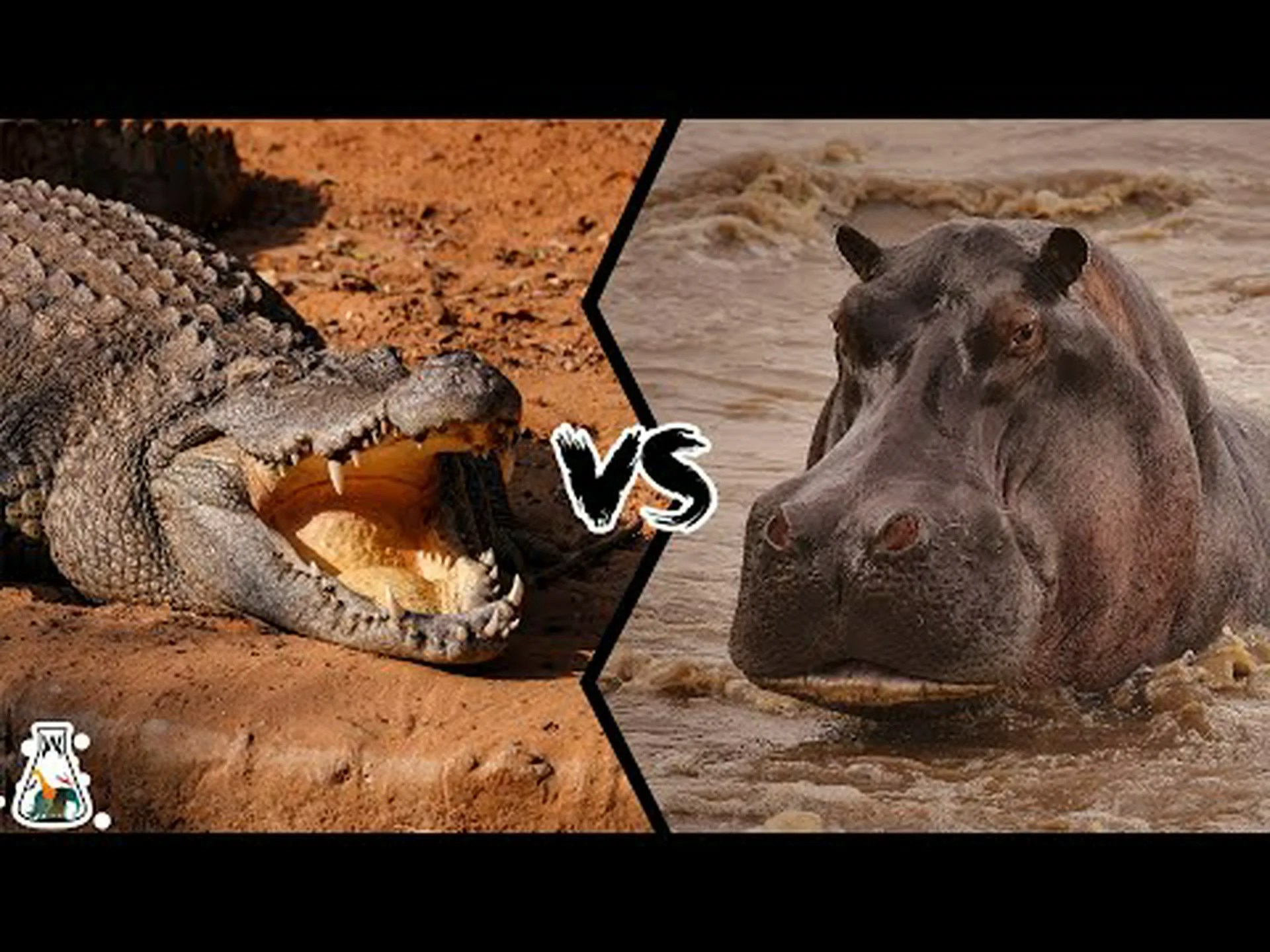 ワニ vs カバ: 戦ったらどちらが勝ちますか? ワニ vs カバ: 戦ったらどちらが勝ちますか?