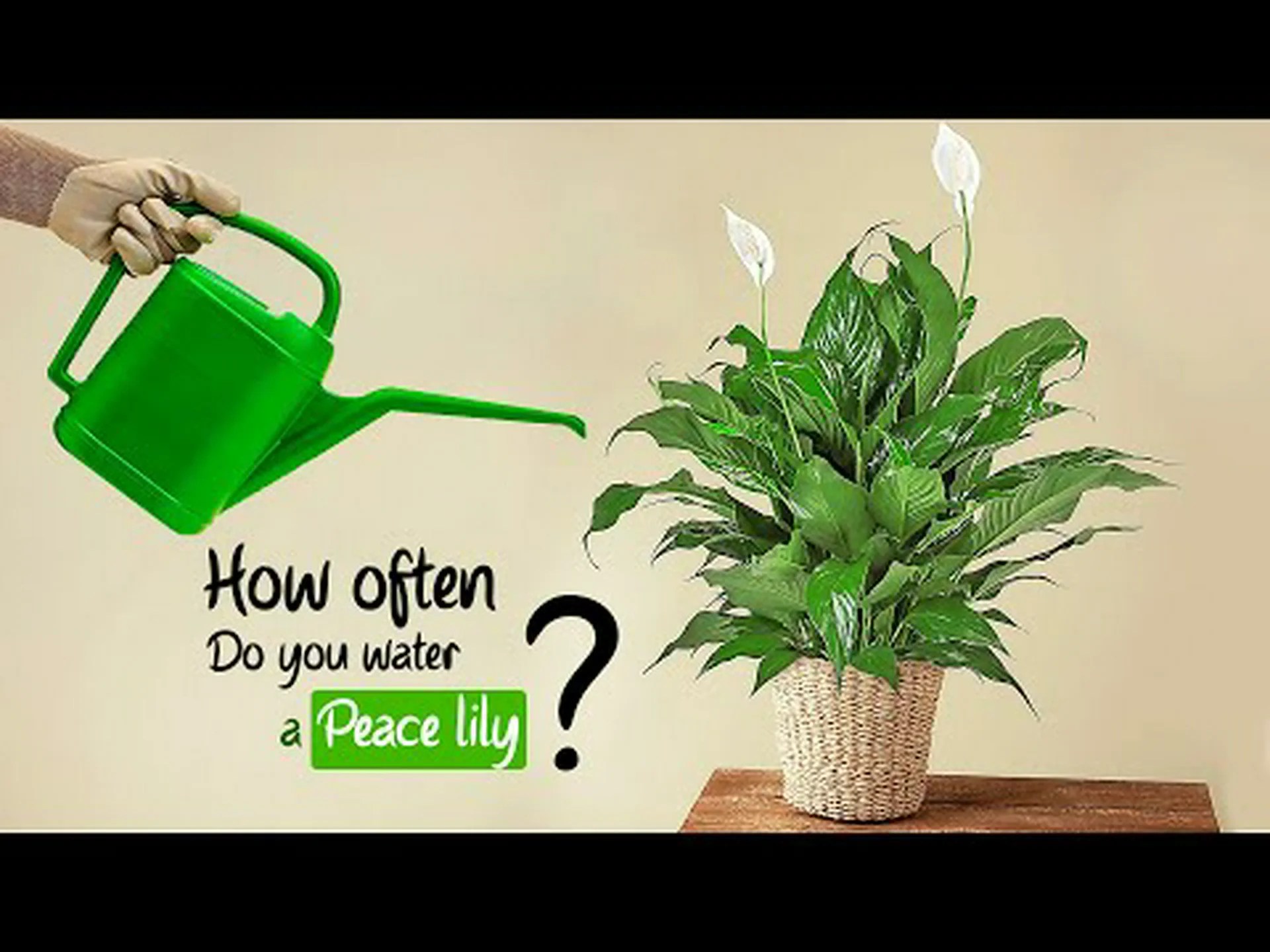 ピースリリーに水をやる頻度とその他のヒント ピースリリーに水をやる頻度とその他のヒント