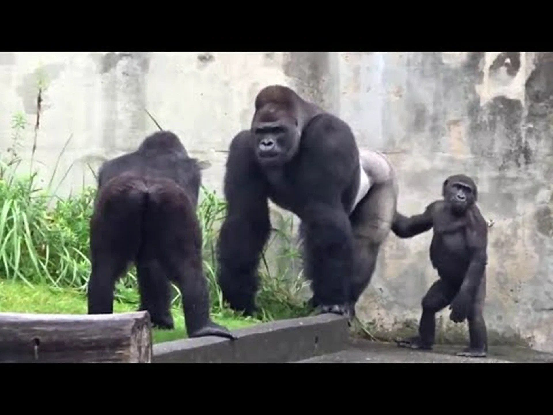 巨大なシルバーバックは、自分に挑戦する小さなオスを実質的に笑います 巨大なシルバーバックは、自分に挑戦する小さなオスを実質的に笑います