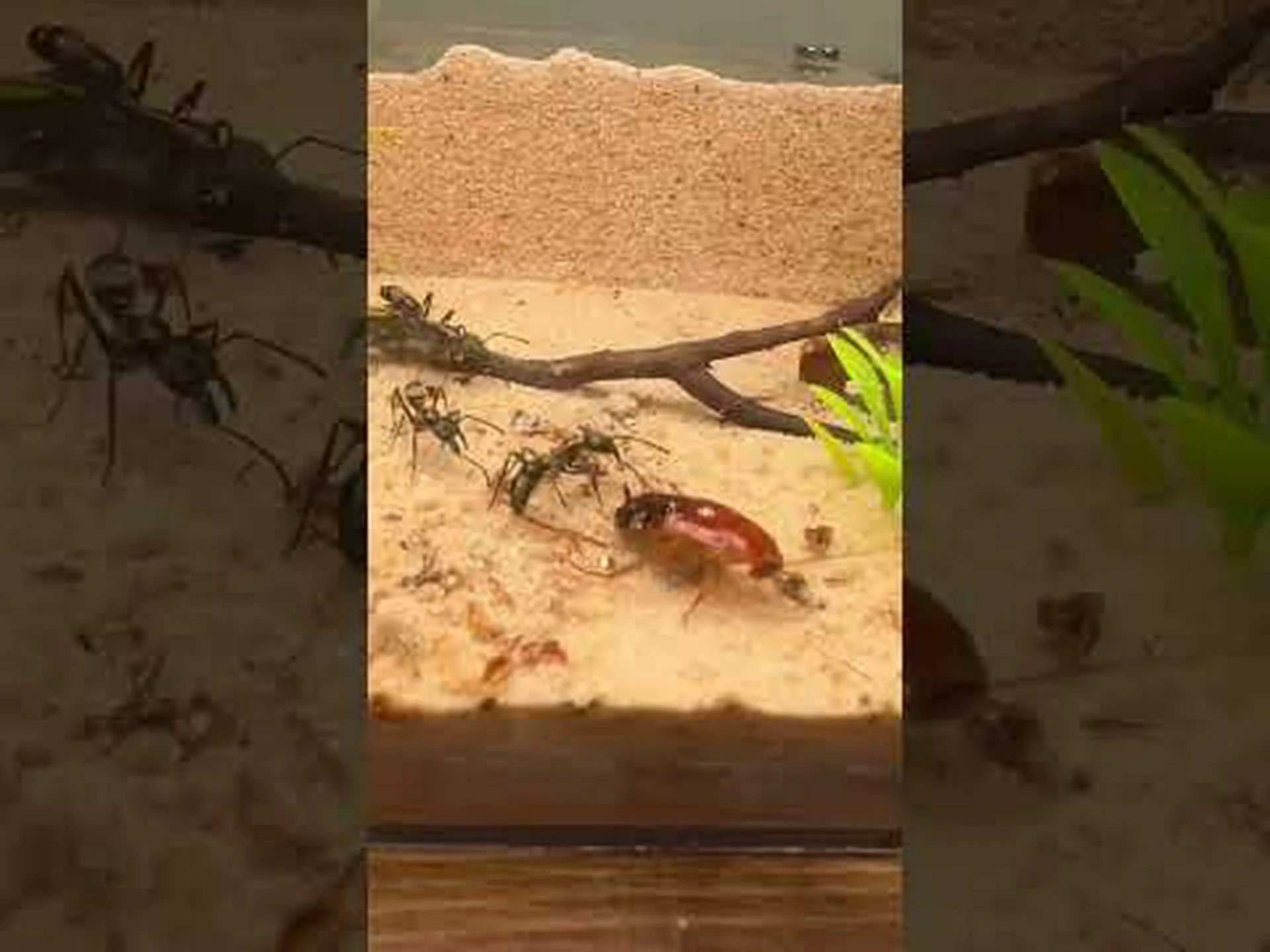アリゾナ州のゴキブリの季節はいつですか? アリゾナ州のゴキブリの季節はいつですか?