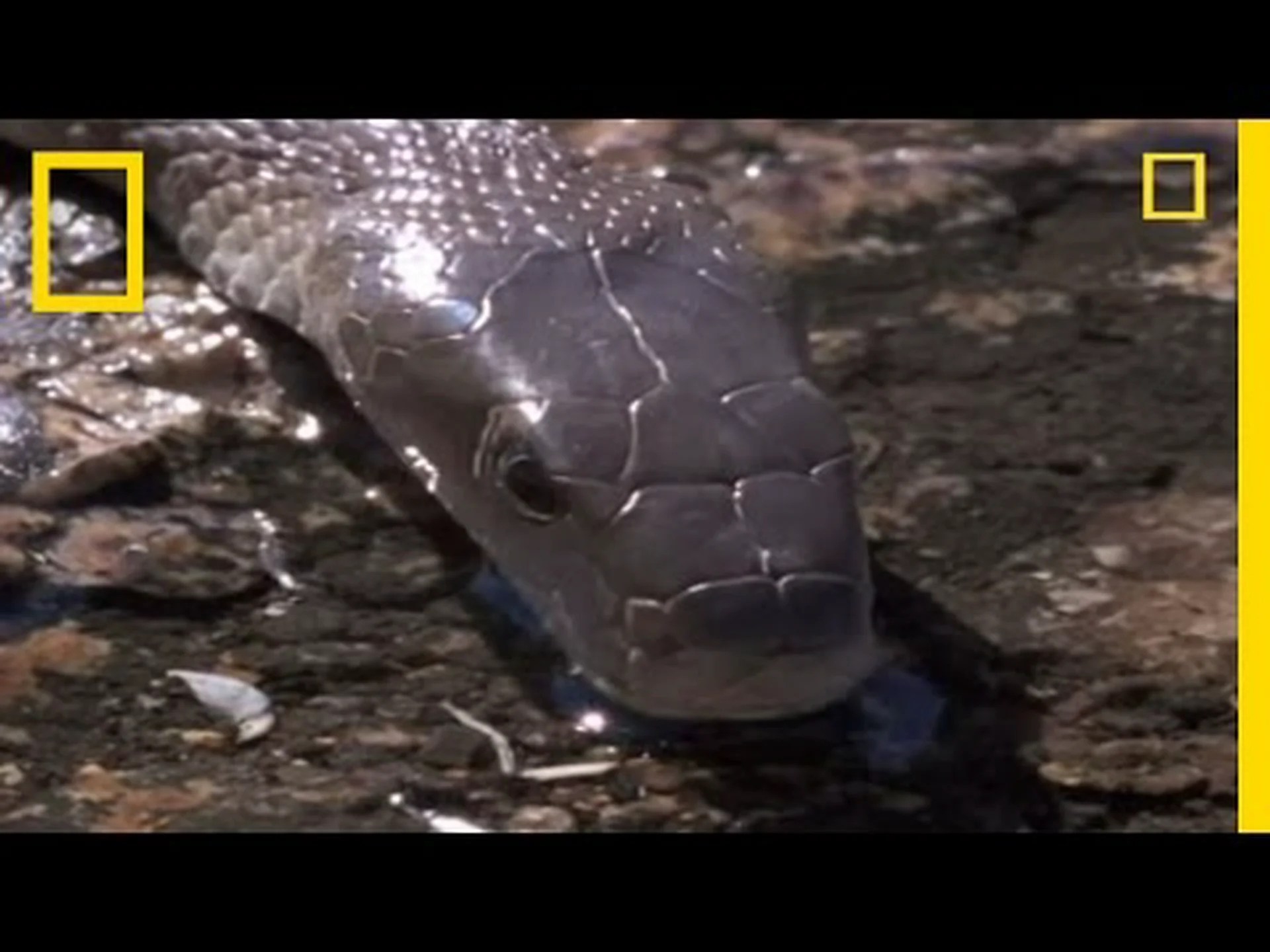 ブラックマンバの速さはどれくらい?彼らの最高のスピードと滑りのスピードを発見してください ブラックマンバの速さはどれくらい?彼らの最高のスピードと滑りのスピードを発見してください