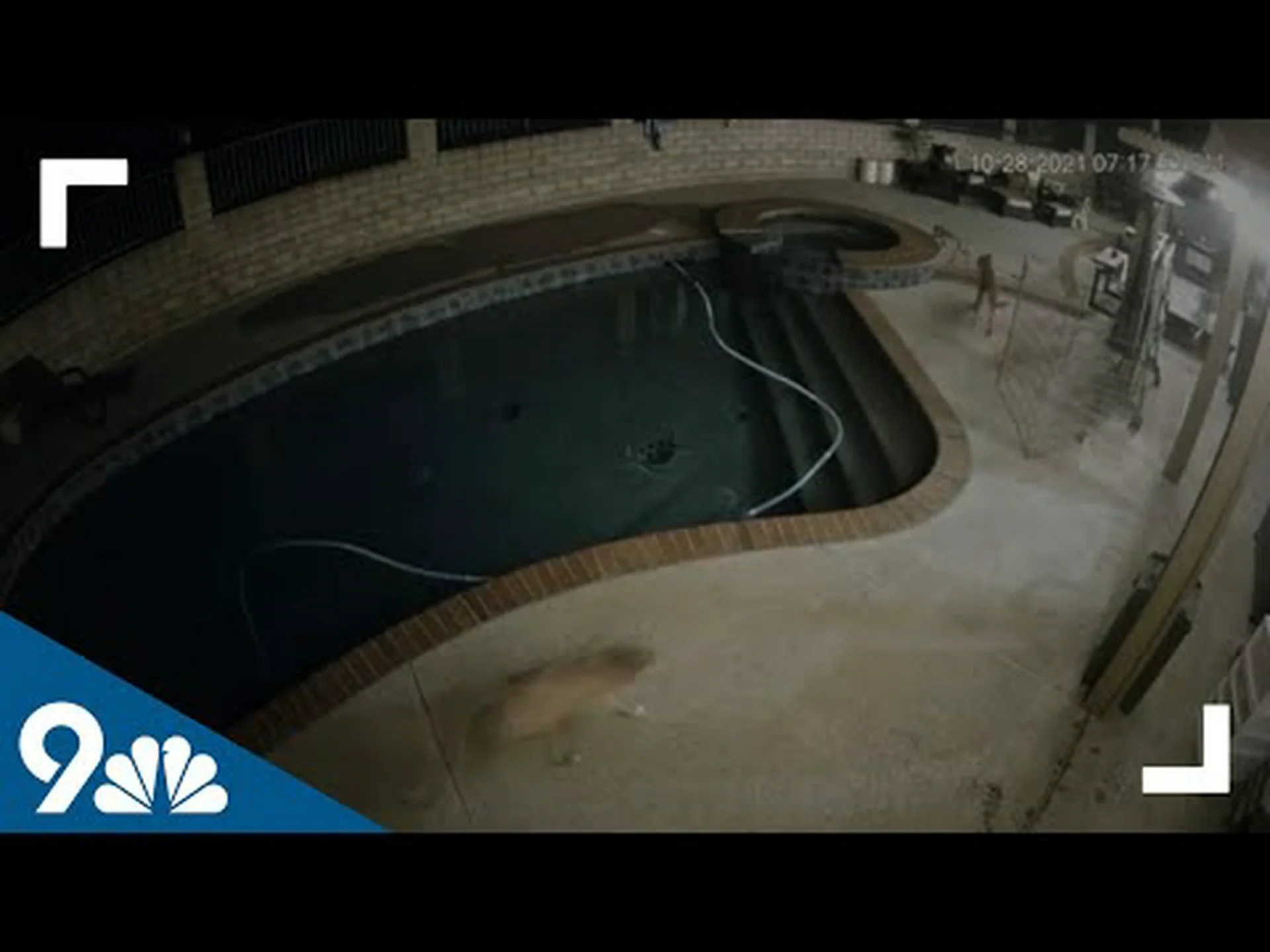 家を守るために巨大なクーガーに勇敢に挑むカナダの犬 家を守るために巨大なクーガーに勇敢に挑むカナダの犬