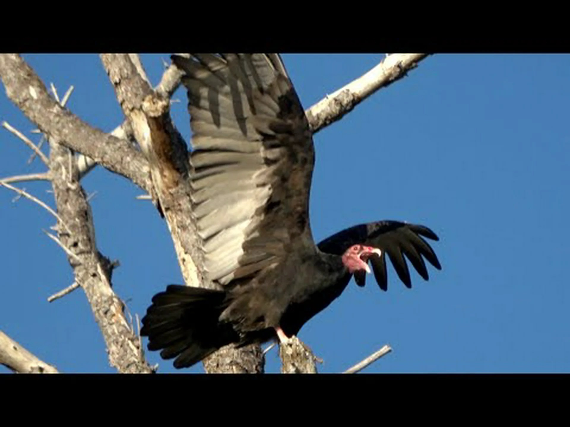 キチハゲワシのサイズと翼幅: どれくらいの大きさですか? キチハゲワシのサイズと翼幅: どれくらいの大きさですか?