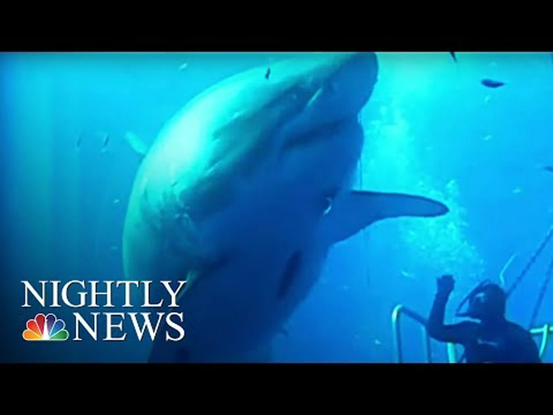 海の怪物!カリフォルニアで史上最大のヨシキリザメが捕獲される 海の怪物!カリフォルニアで史上最大のヨシキリザメが捕獲される