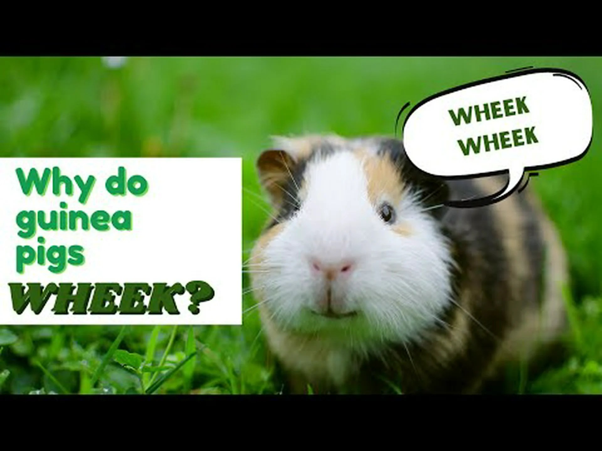 モルモットが鳴くのはなぜですか? モルモットが鳴くのはなぜですか?