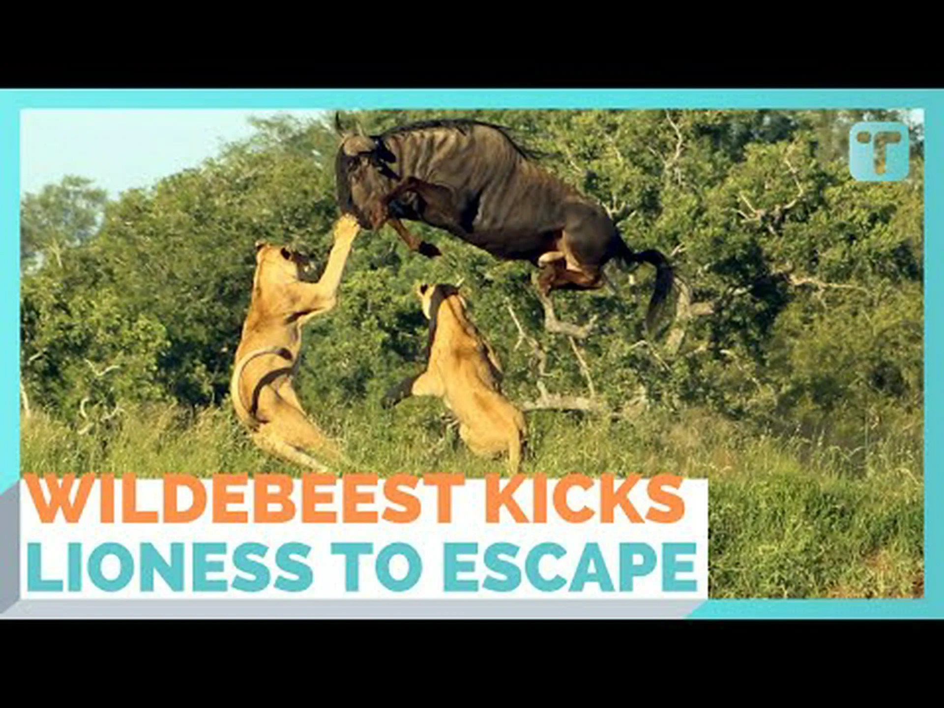 ヌーが 2 頭のライオンの上から飛び立ち、湖を滑空してさらに 6 頭から逃げる様子をご覧ください。 ヌーが 2 頭のライオンの上から飛び立ち、湖を滑空してさらに 6 頭から逃げる様子をご覧ください。