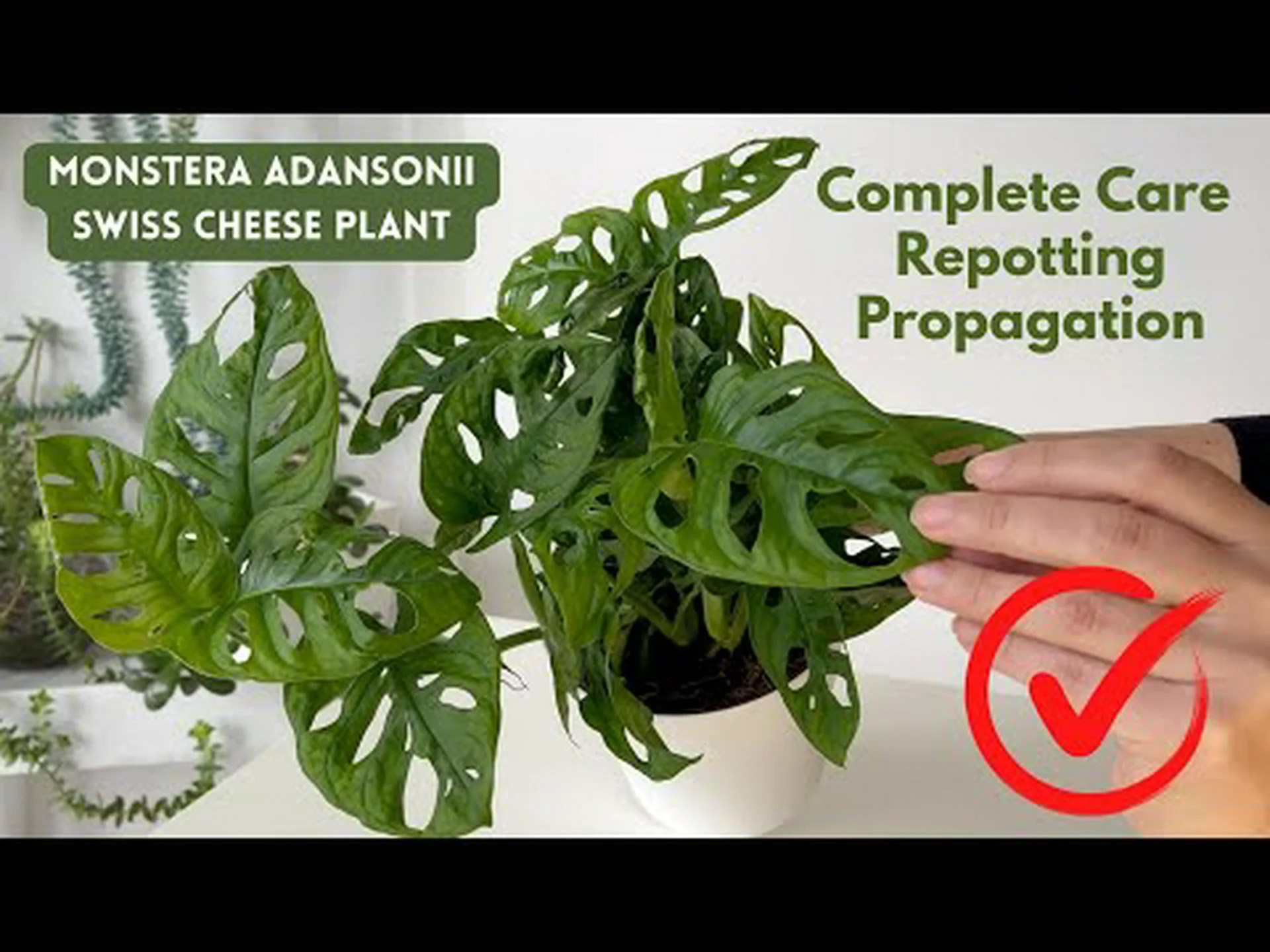 スイスのチーズプラント:このユニークなモンステラの手入れ方法 スイスのチーズプラント:このユニークなモンステラの手入れ方法