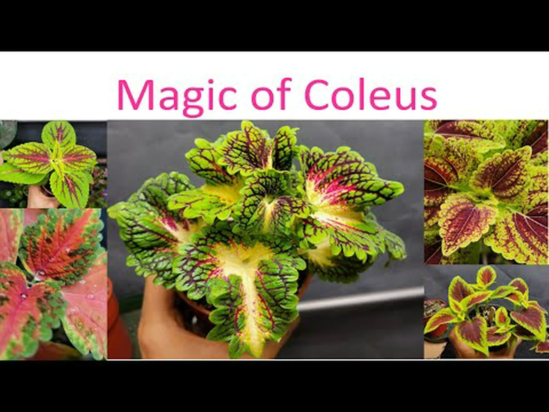 コリウスの葉: 色の種類とその他の興味深い事実 コリウスの葉: 色の種類とその他の興味深い事実