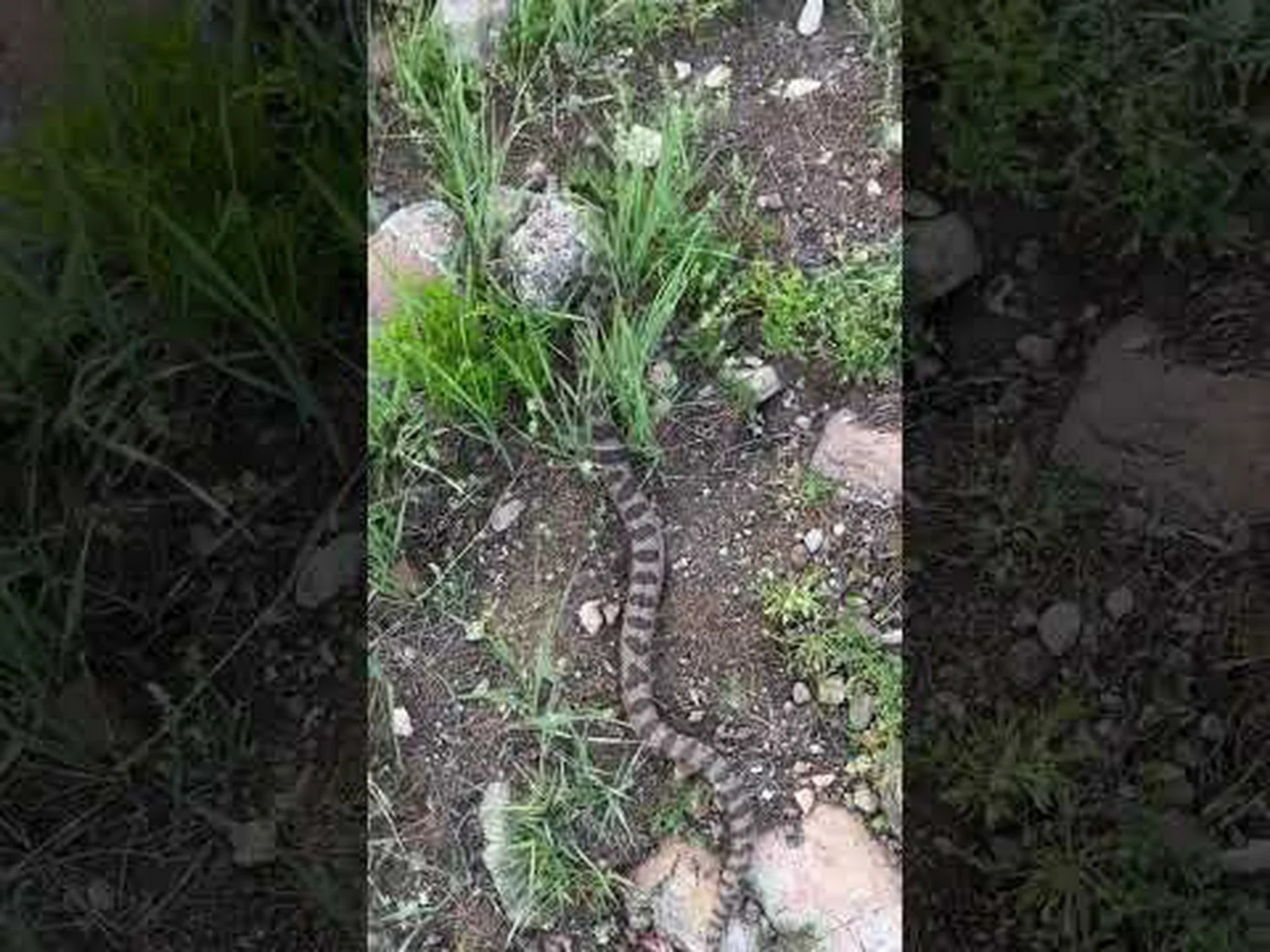 ウェストバージニア州唯一のガラガラヘビ種を発見 ウェストバージニア州唯一のガラガラヘビ種を発見