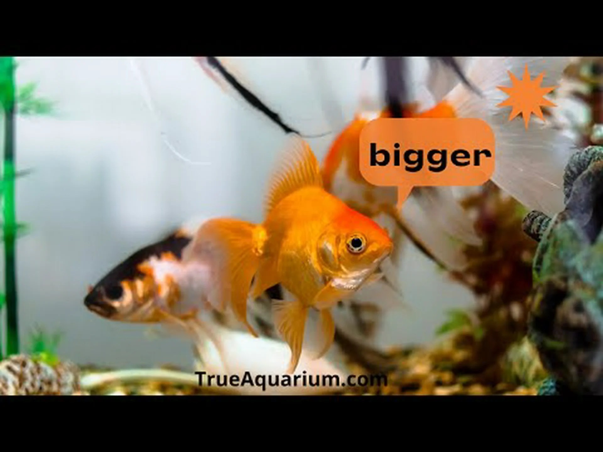 金魚はどれくらい大きくなるの?知っておくべきことすべて 金魚はどれくらい大きくなるの?知っておくべきことすべて