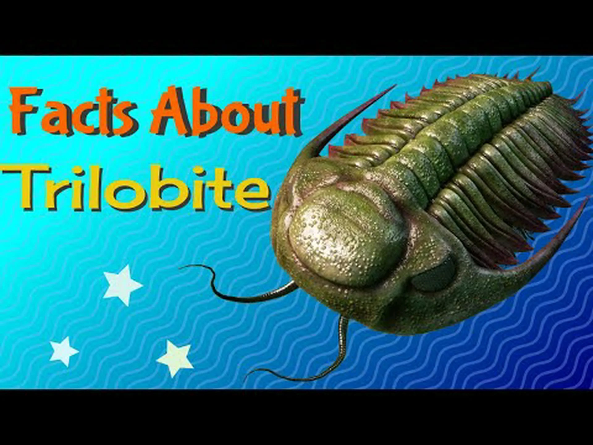 三葉虫とカブトガニ: 違いは何ですか? 三葉虫とカブトガニ: 違いは何ですか?