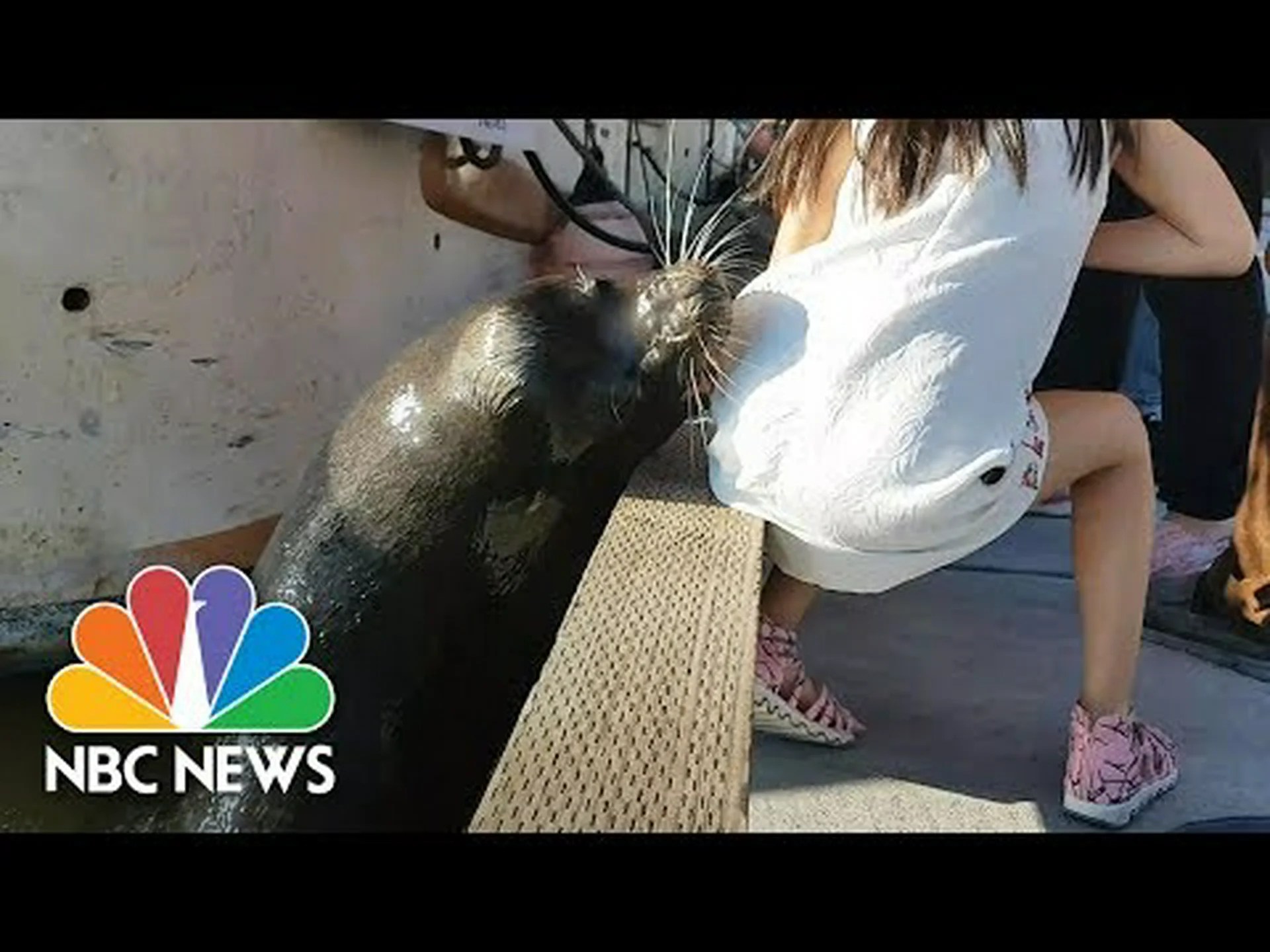 サメが岩場の海岸に泳いでアシカに食い込み、水を真っ赤に変える サメが岩場の海岸に泳いでアシカに食い込み、水を真っ赤に変える