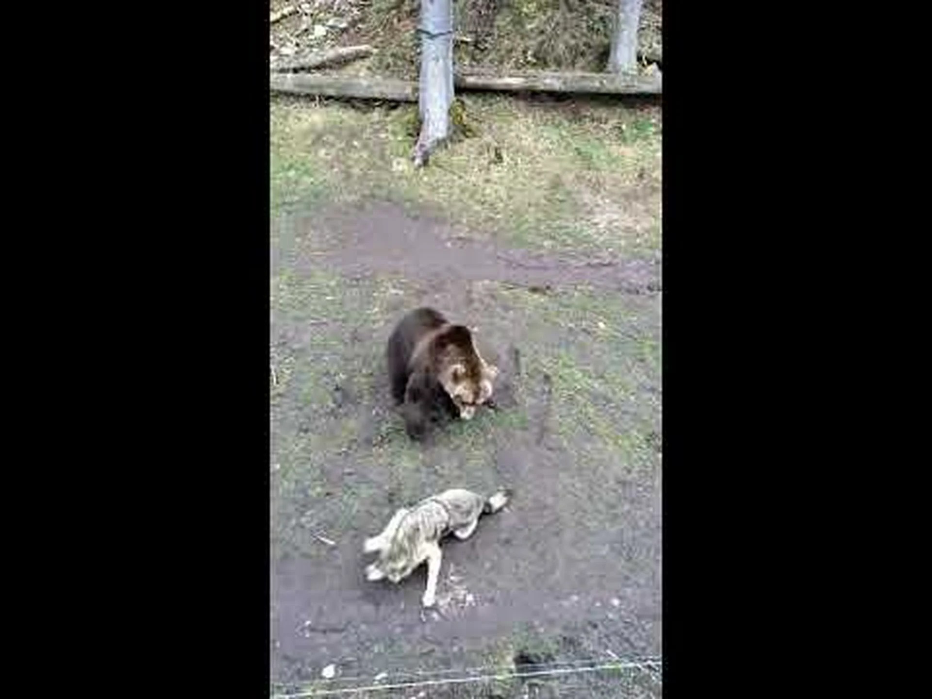 このハイイログマとハイイロオオカミは、緊迫した対立の最中に同期してうんちをします このハイイログマとハイイロオオカミは、緊迫した対立の最中に同期してうんちをします