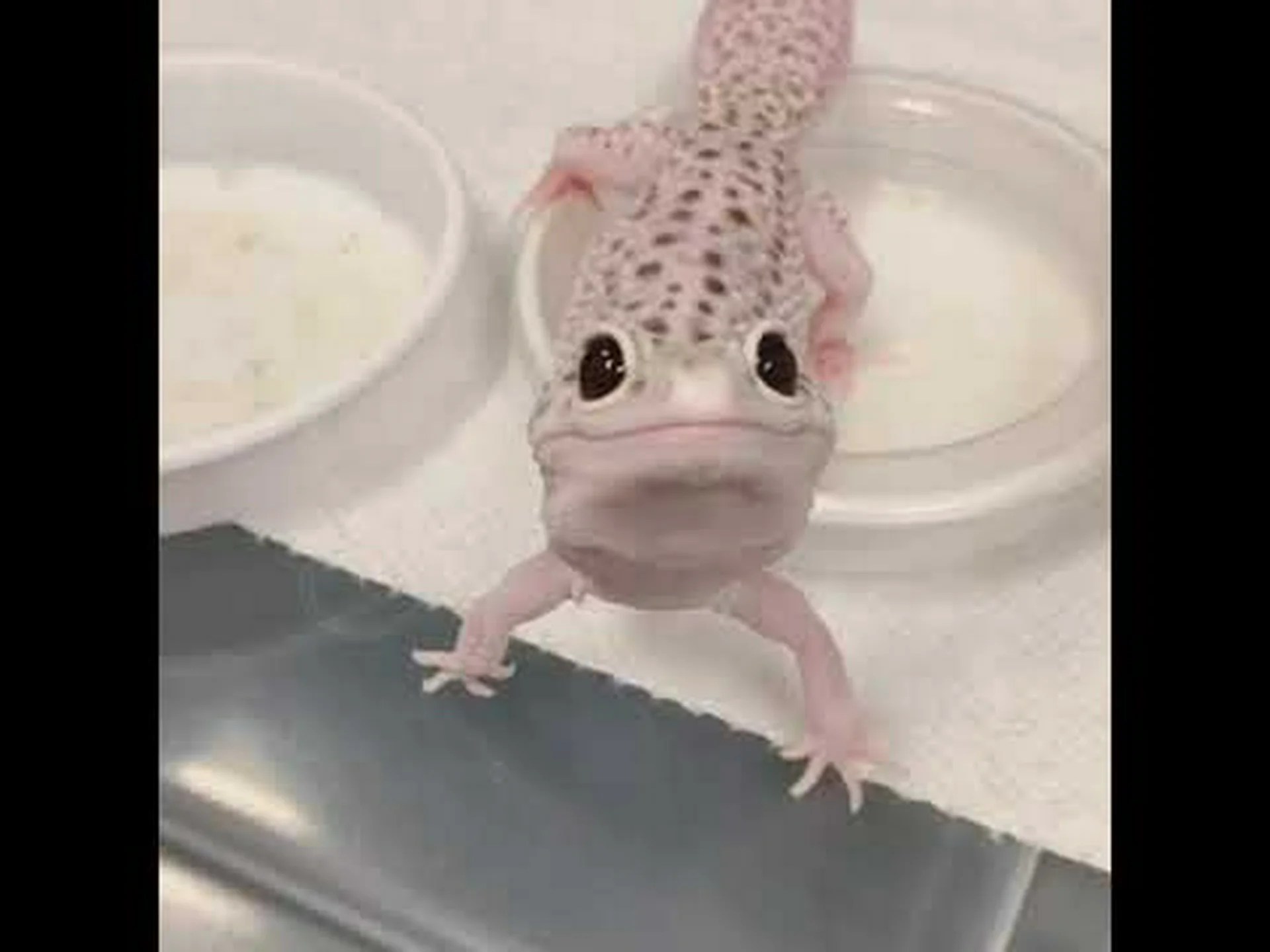 幸せなヒョウモントカゲモドキ: ヒョウモントカゲモドキの最高の笑顔 10 匹 幸せなヒョウモントカゲモドキ: ヒョウモントカゲモドキの最高の笑顔 10 匹