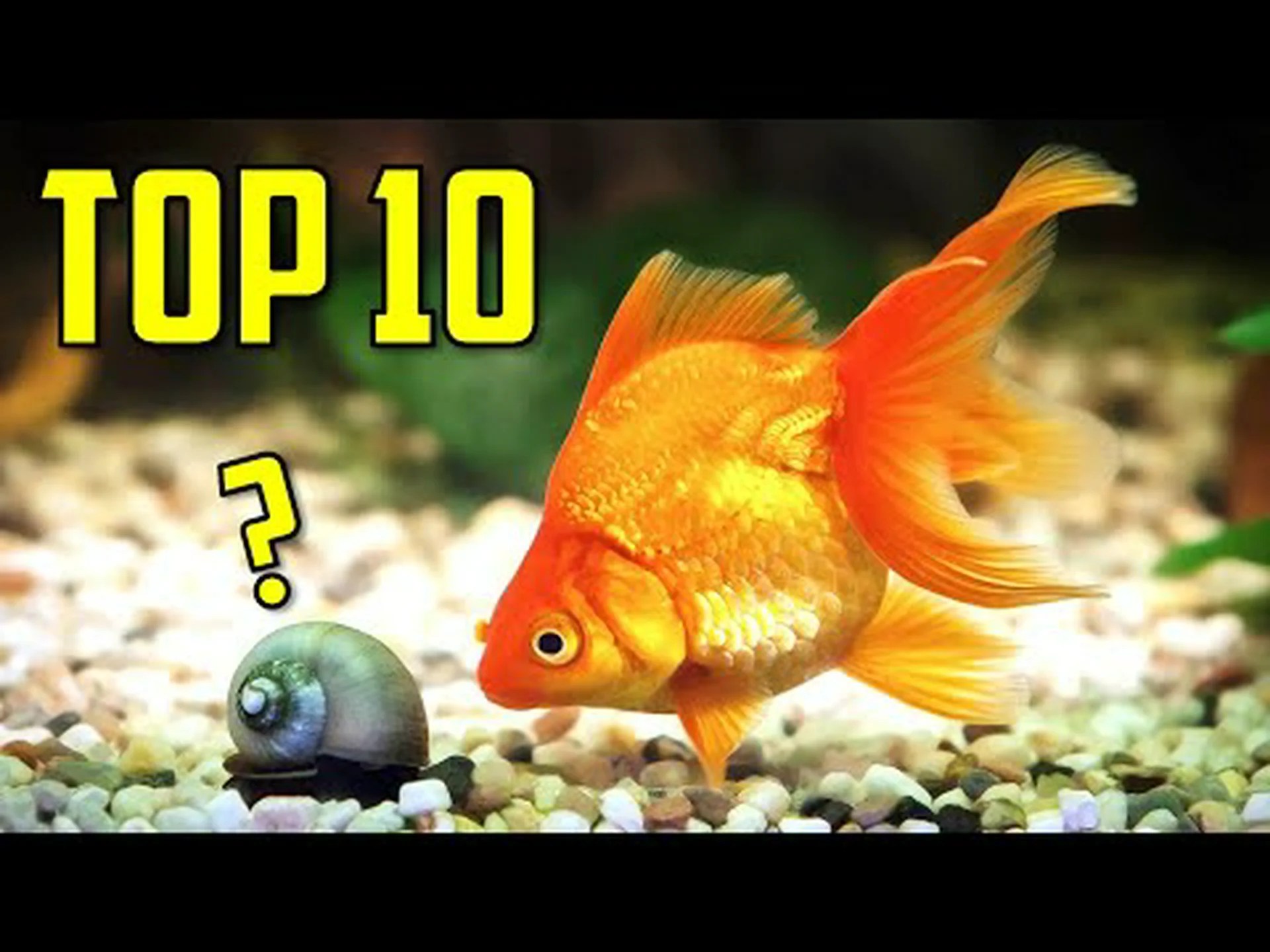 金魚と組み合わせるのに最適な水槽仲間10人 金魚と組み合わせるのに最適な水槽仲間10人