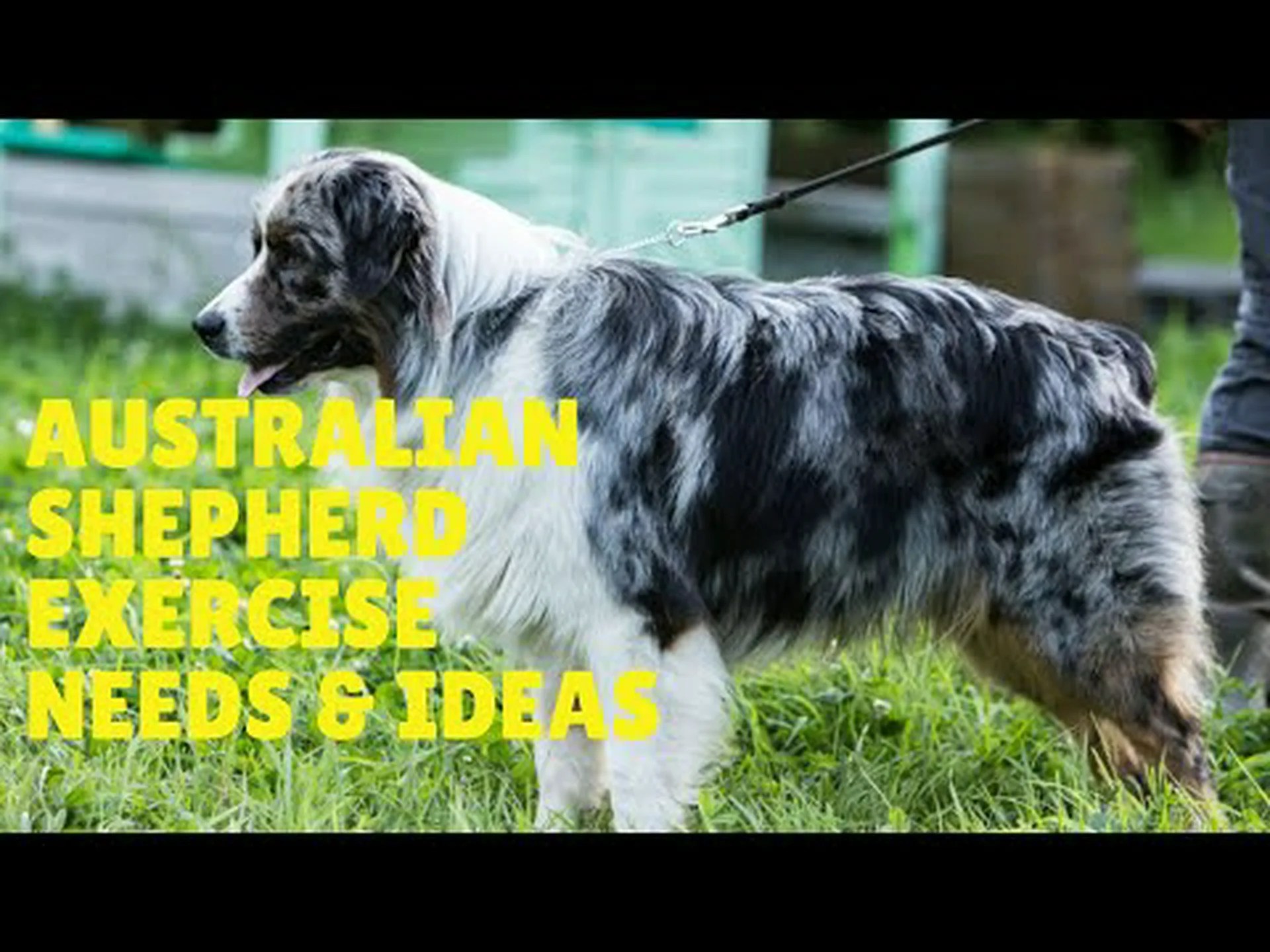 オーストラリアン シェパードのエクササイズ: オーストラリア人に必要なエネルギー レベルと運動量 オーストラリアン シェパードのエクササイズ: オーストラリア人に必要なエネルギー レベルと運動量