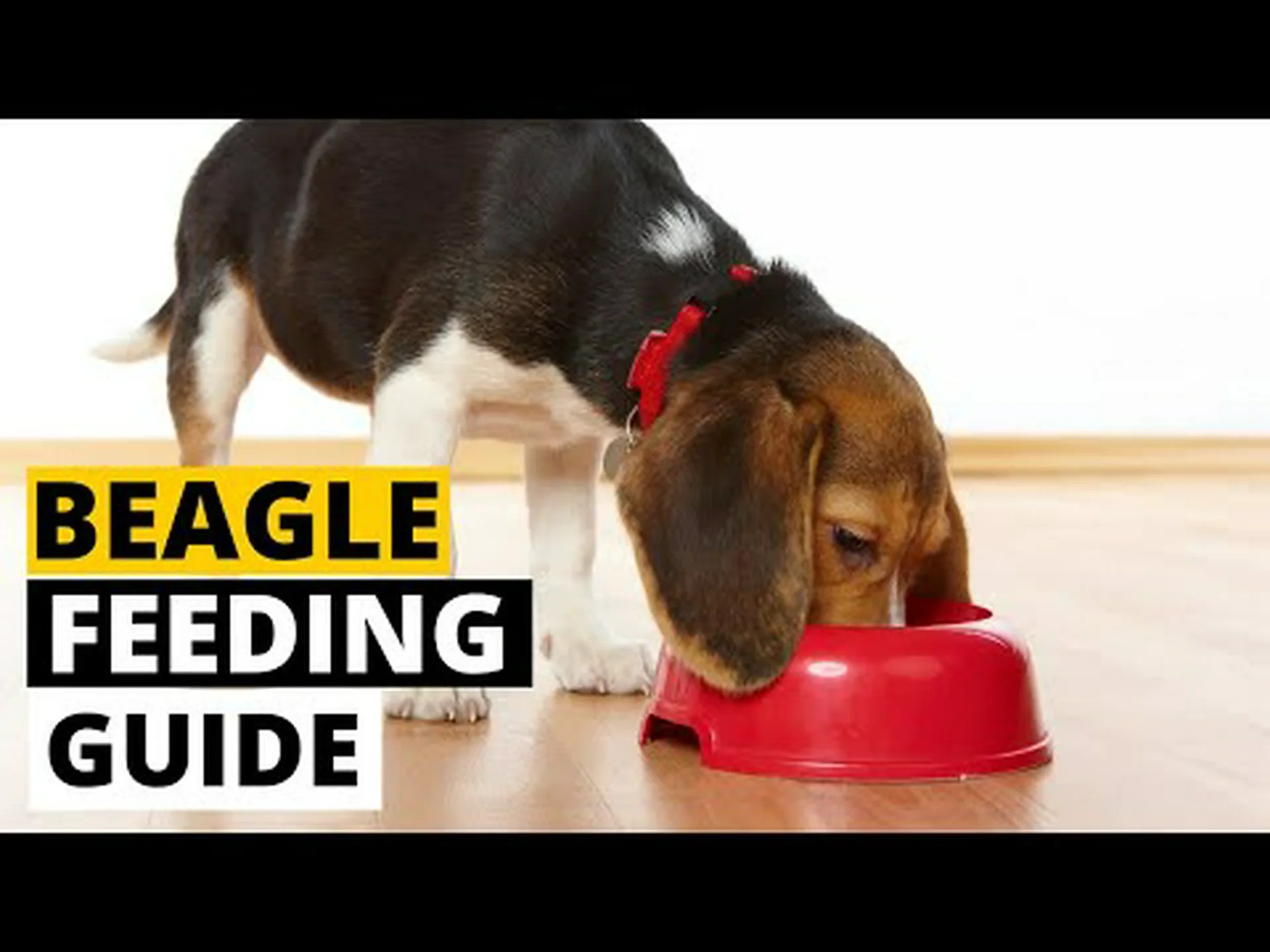 ビーグルの栄養と食事: ビーグルのフードを選ぶための 5 つのヒント ビーグルの栄養と食事: ビーグルのフードを選ぶための 5 つのヒント