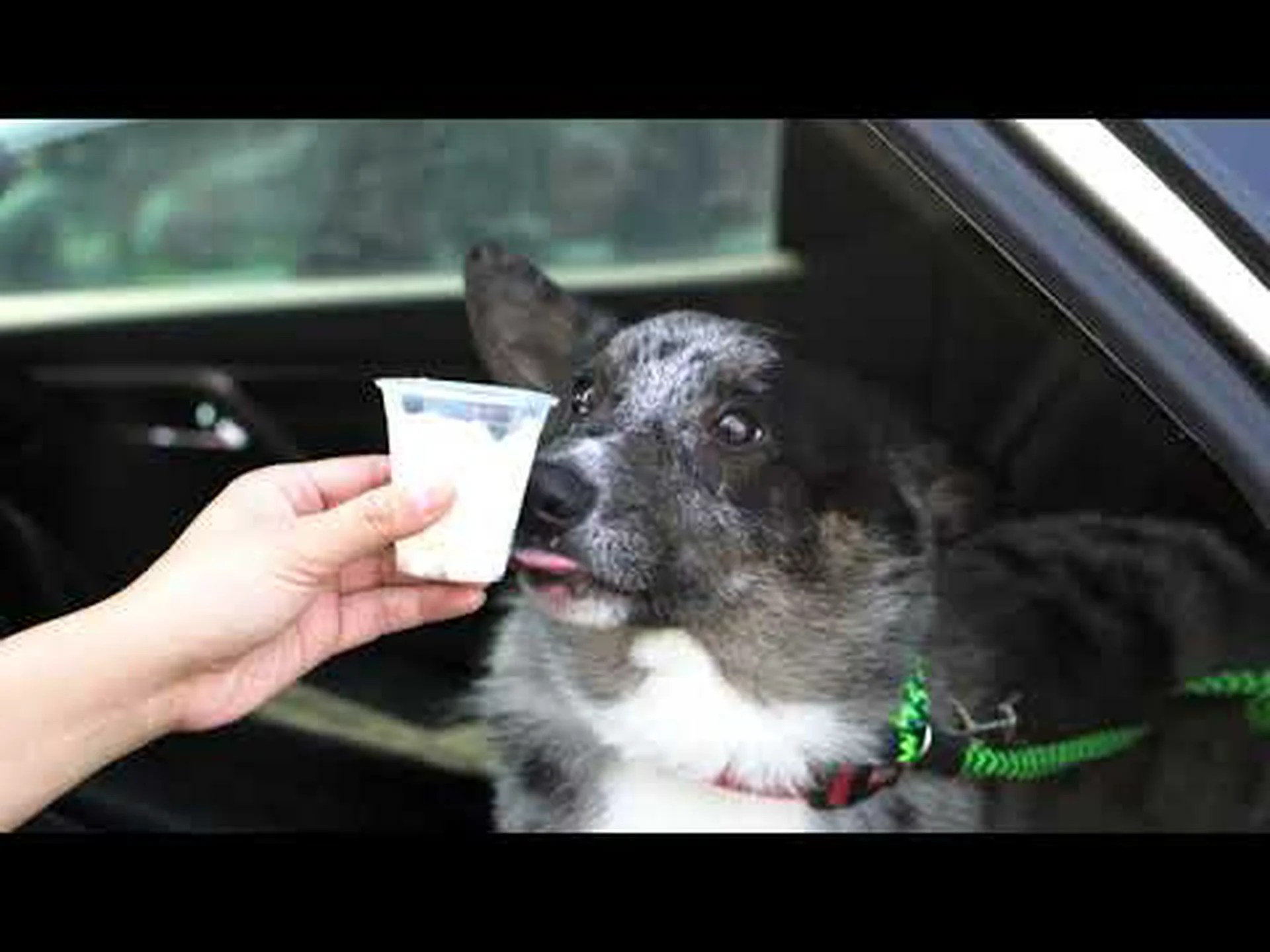 アメリカンコーギーとカウボーイコーギー:その違いは何ですか? アメリカンコーギーとカウボーイコーギー:その違いは何ですか?