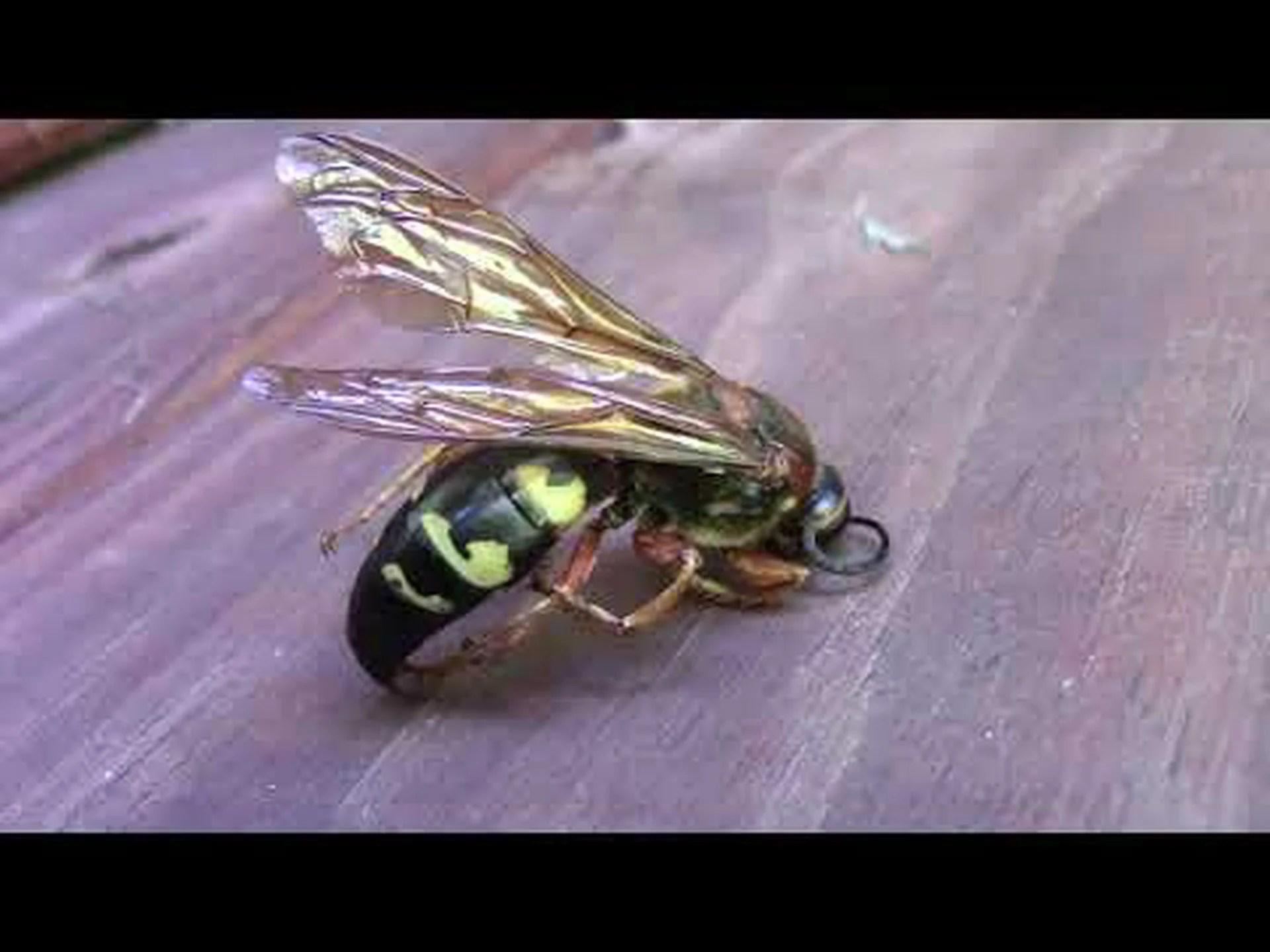 セミキラースズメバチとオオスズメバチ: 5 つの主な違い セミキラースズメバチとオオスズメバチ: 5 つの主な違い