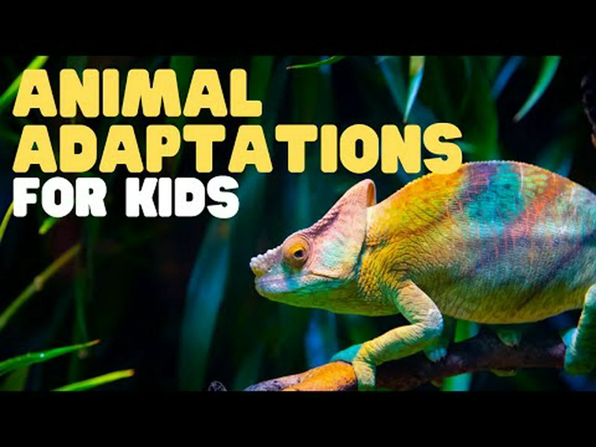 環境に適応する17の回復力のある動物 環境に適応する17の回復力のある動物