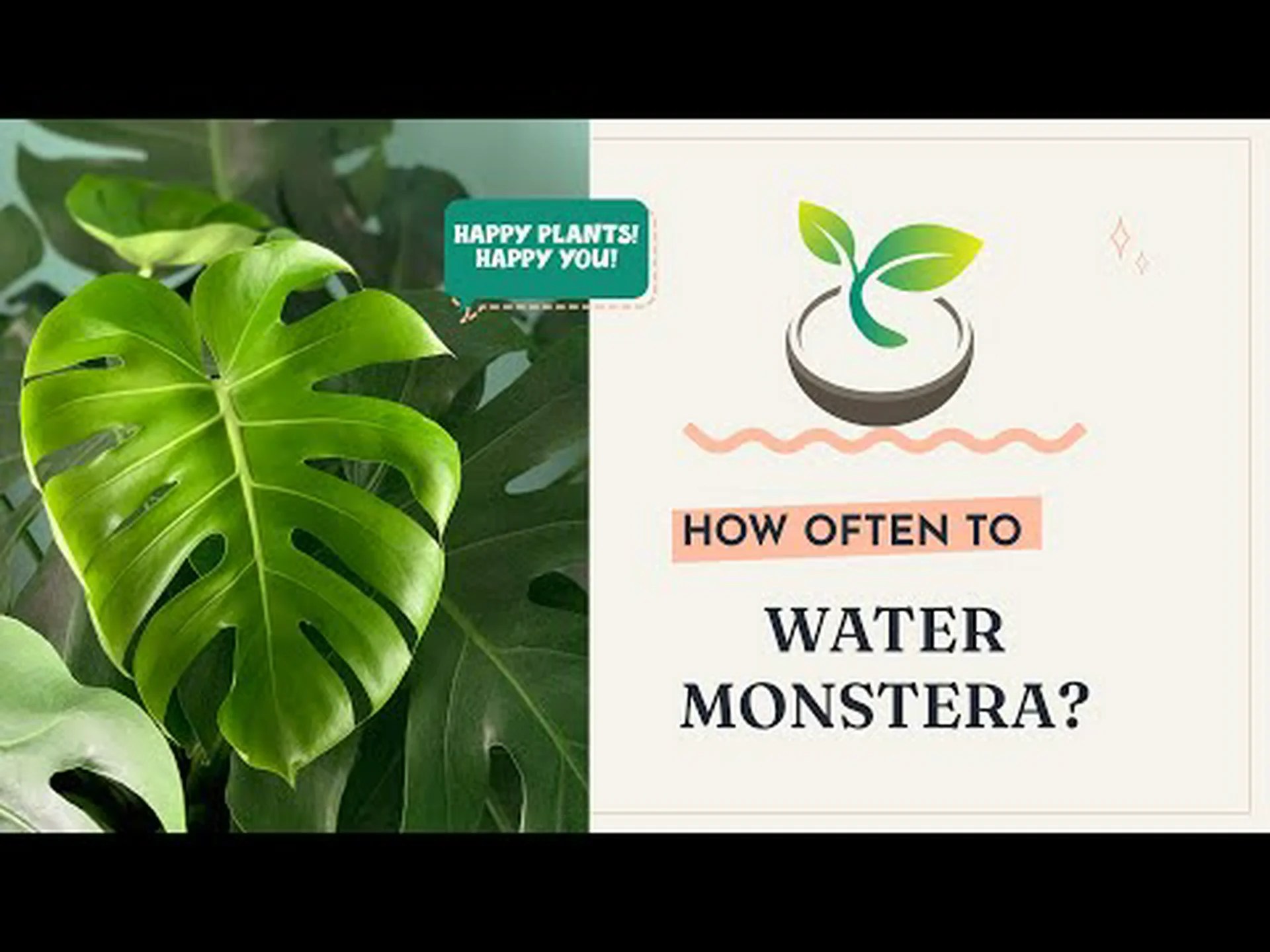 モンステラにどのくらいの頻度で水を与えるべきですか? モンステラにどのくらいの頻度で水を与えるべきですか?