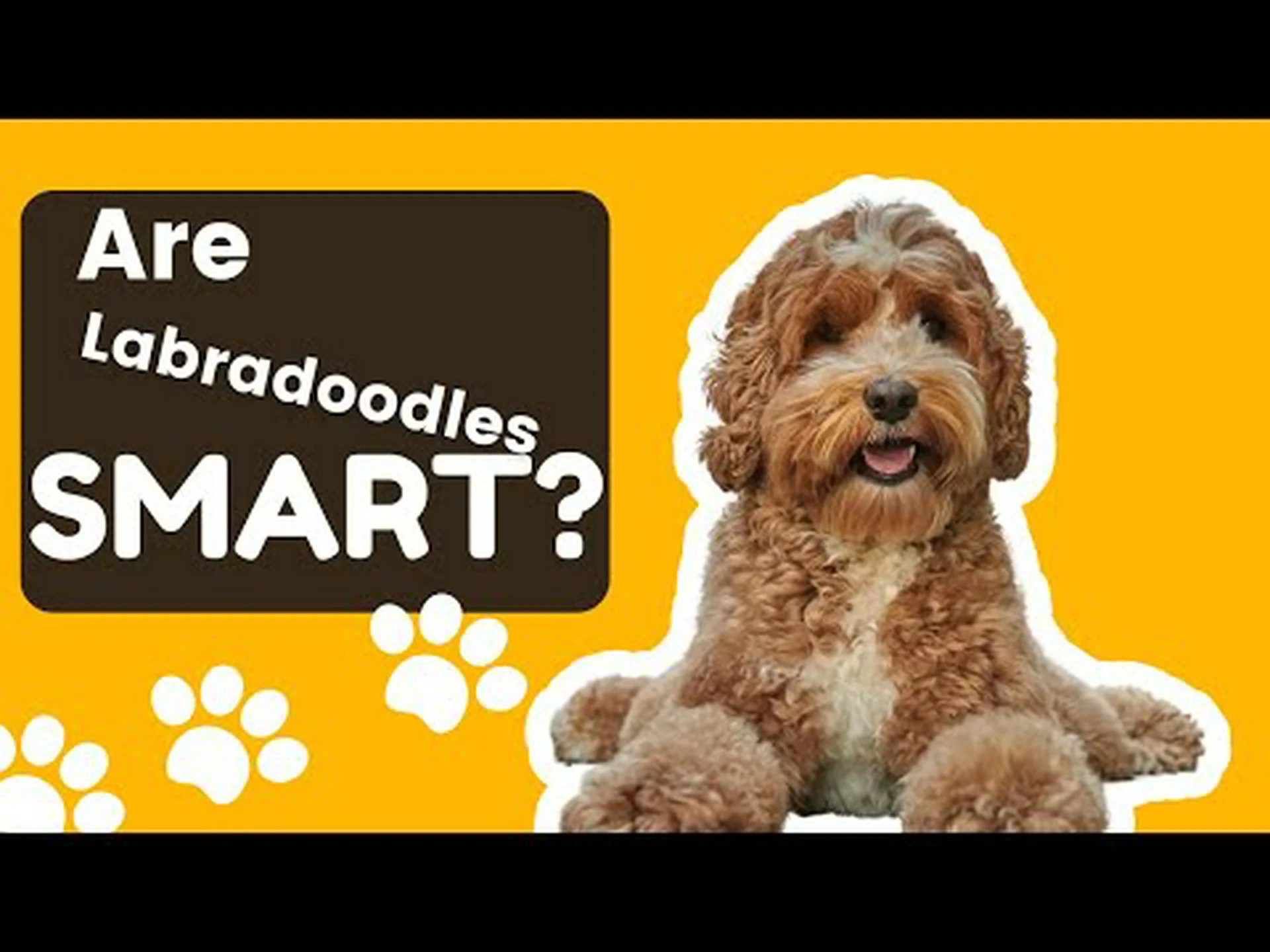 ラブラドゥードルはどのくらい賢いのでしょうか?彼らの知性について私たちが知っていることすべて ラブラドゥードルはどのくらい賢いのでしょうか?彼らの知性について私たちが知っていることすべて