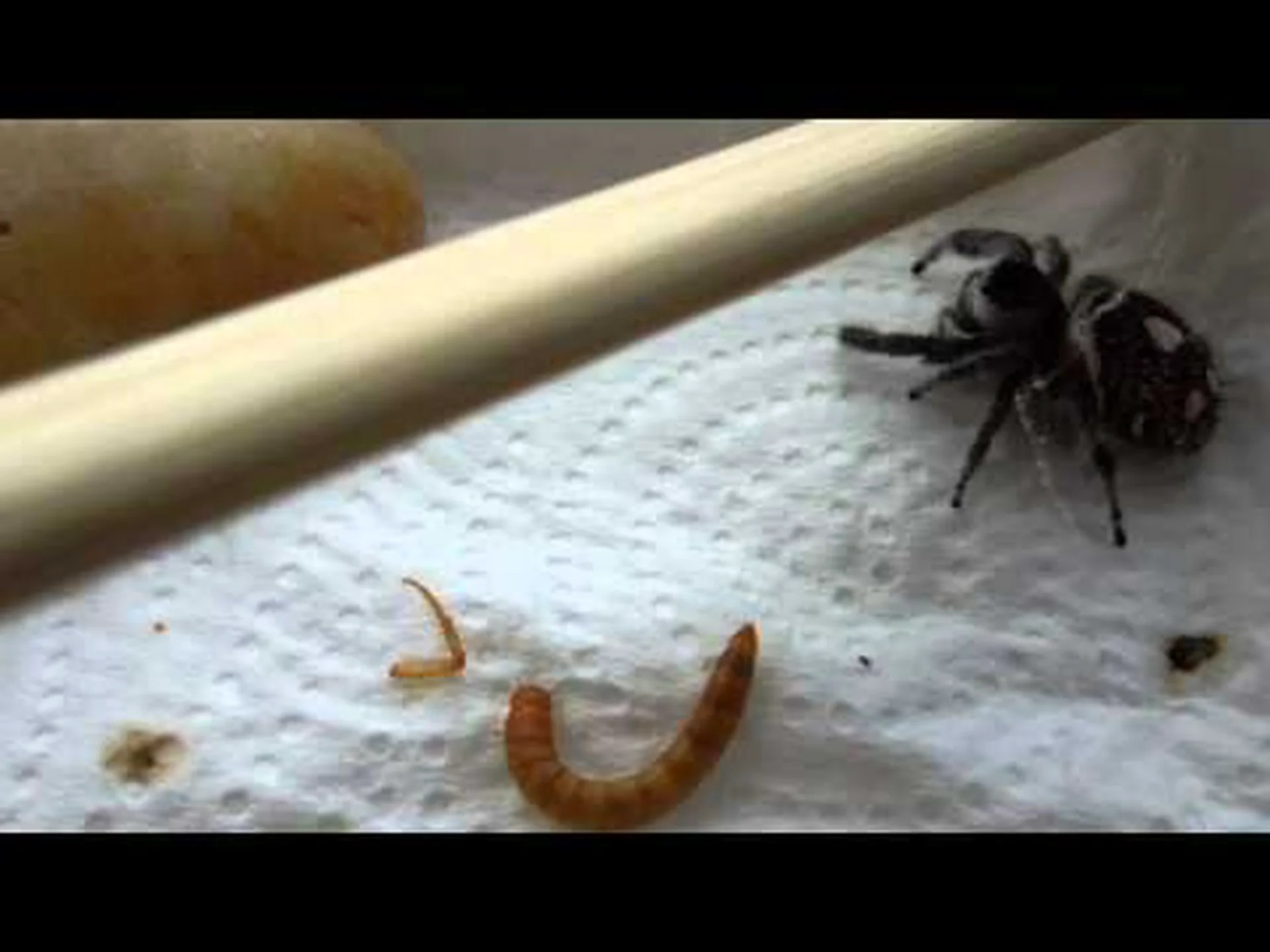 サウスカロライナ州の6匹の黒いヘビ サウスカロライナ州の6匹の黒いヘビ