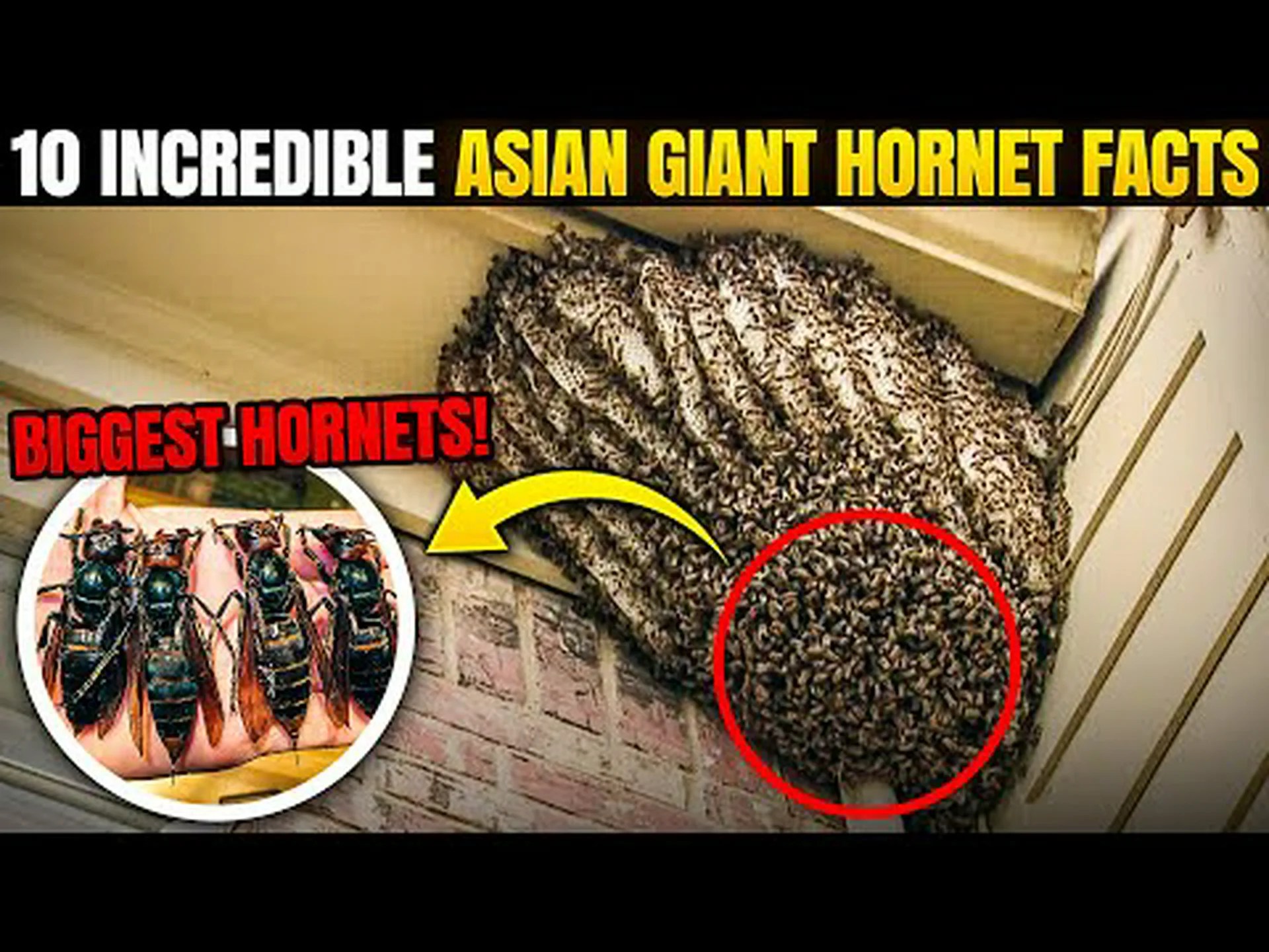 オオスズメバチに関する 10 の驚くべき事実 オオスズメバチに関する 10 の驚くべき事実