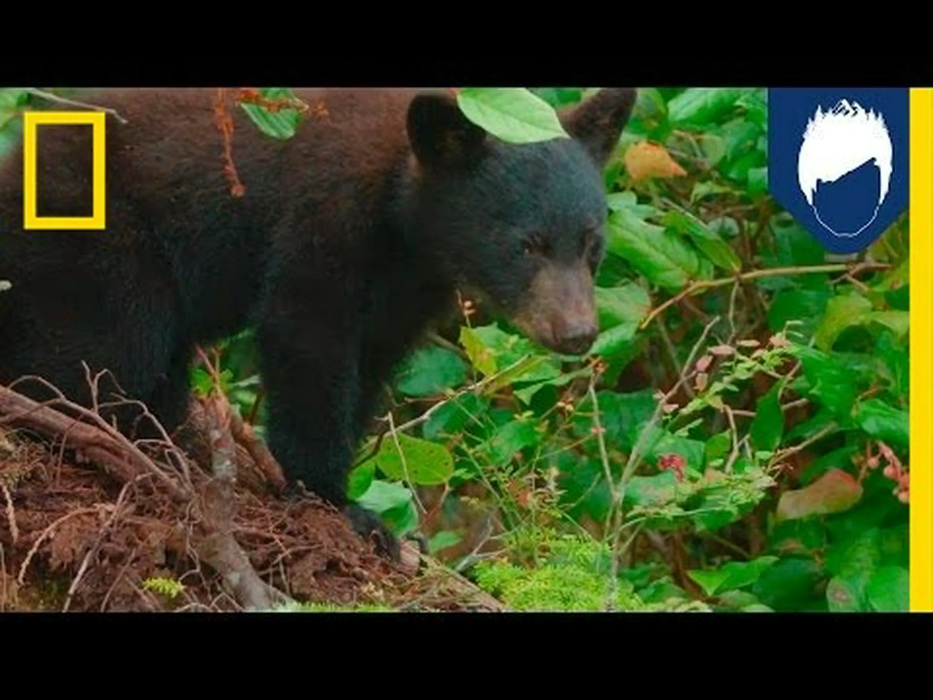 はい、ツキノワグマは木に登ることができます。これらの驚くべき登山家について知っておくべき3つの事実 はい、ツキノワグマは木に登ることができます。これらの驚くべき登山家について知っておくべき3つの事実